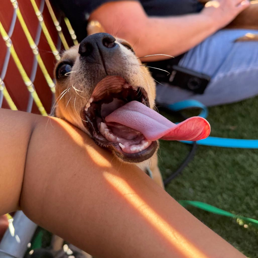 Enlarge Beast Boy, a Adoptable Chihuahua in Buellton, CA image 6/6