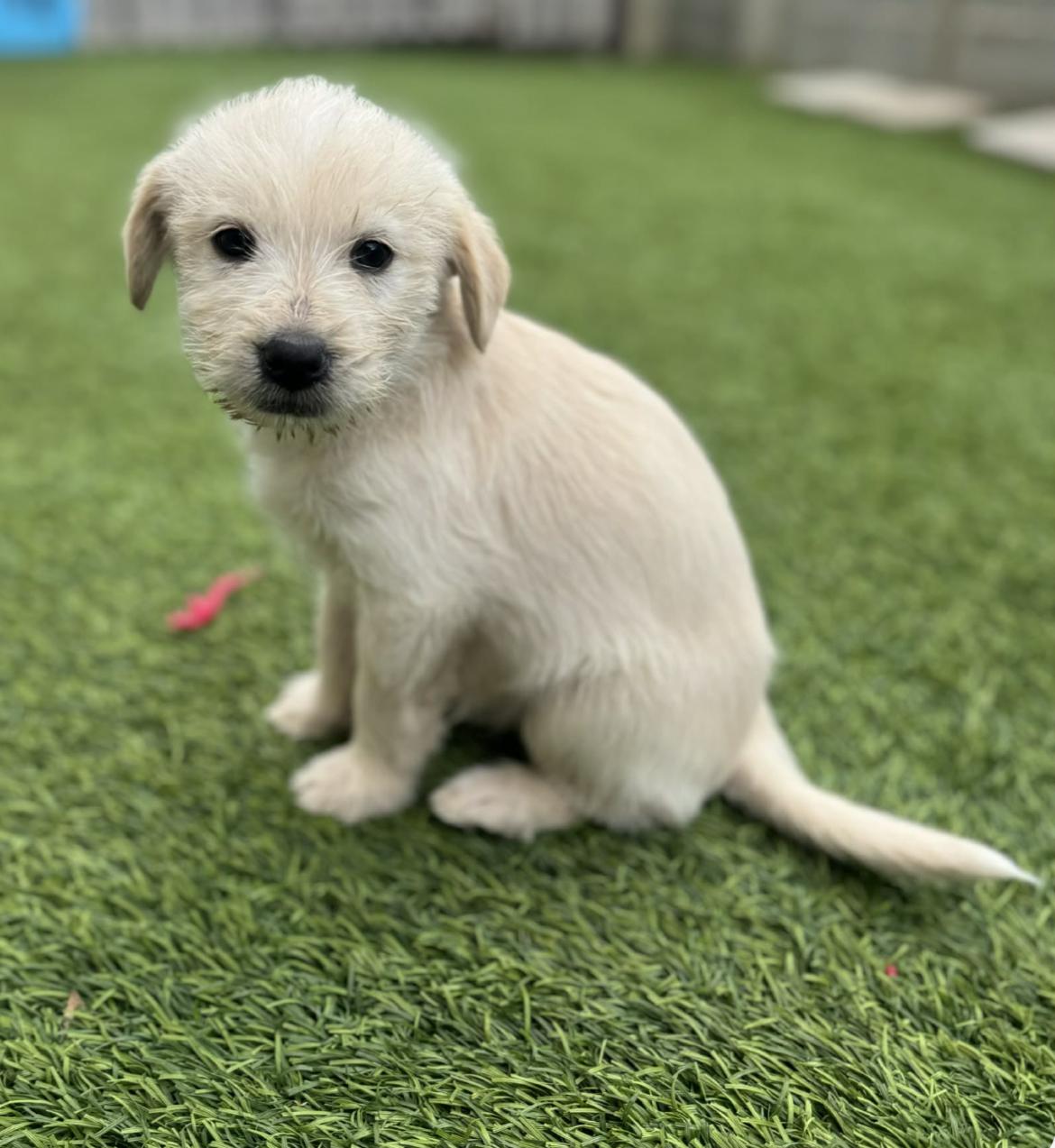 Beautifly  Evee  thumbnail 2