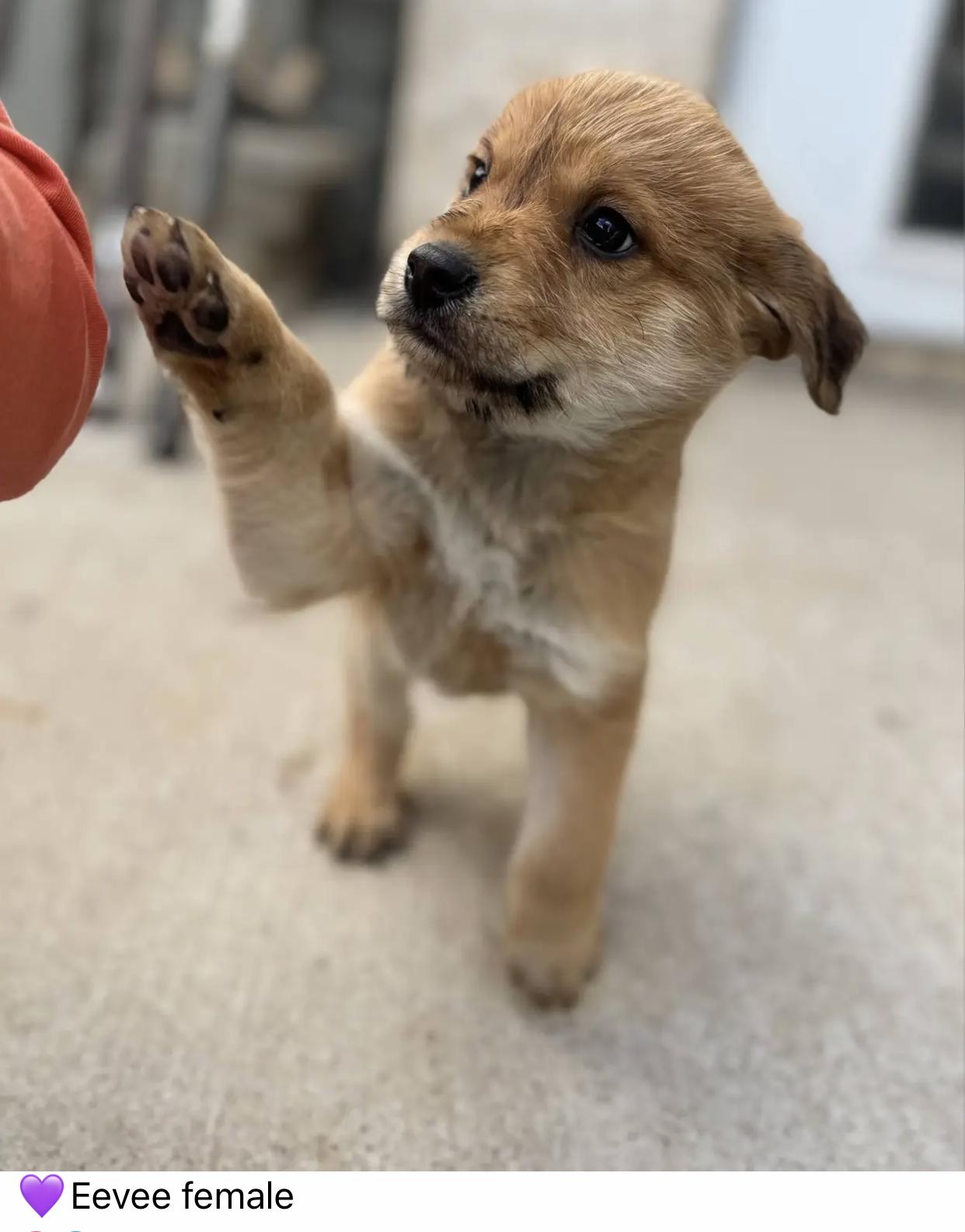 Beautifly  Evee  thumbnail 3