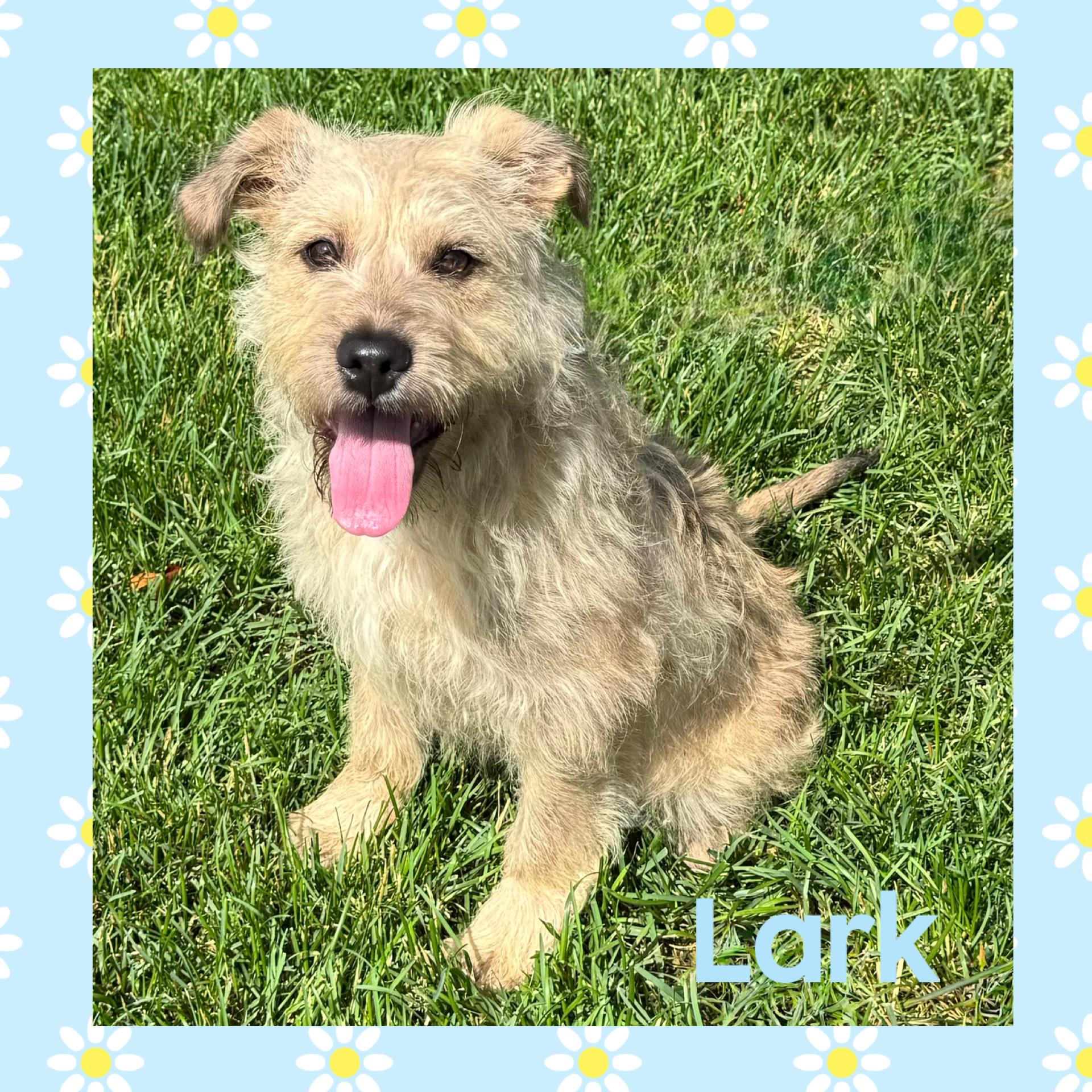 Lark, adopted, Puppy Male Terrier.