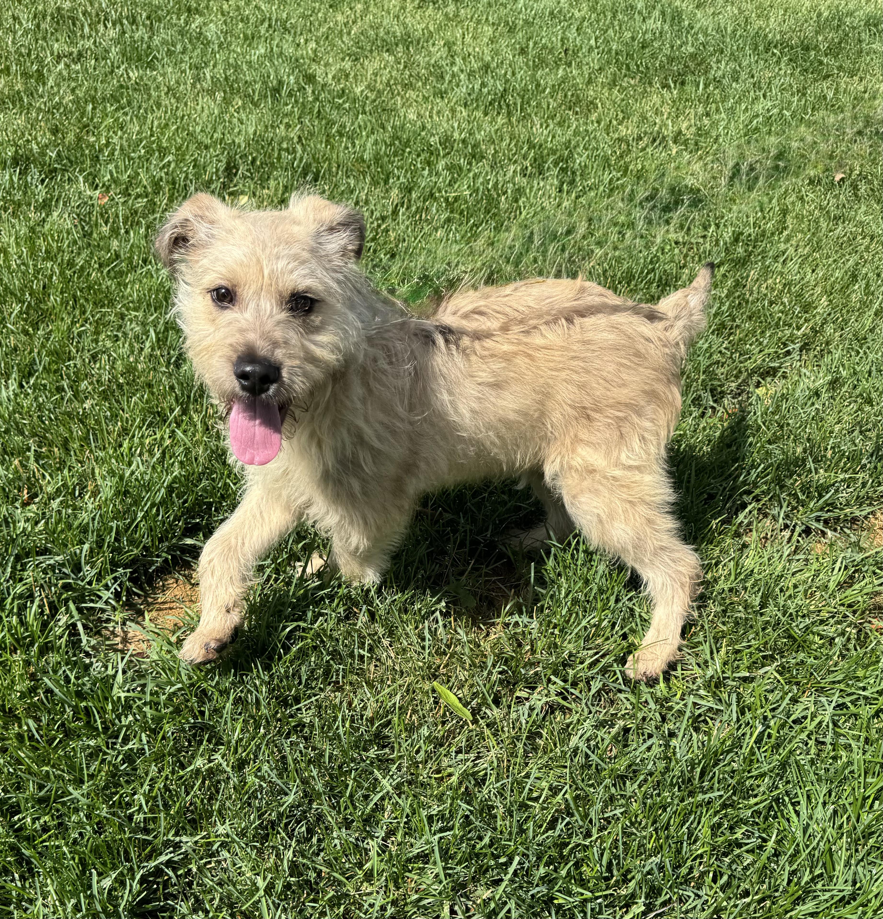 Lark, an adopted mixed breed in Mokena, IL image 2/5