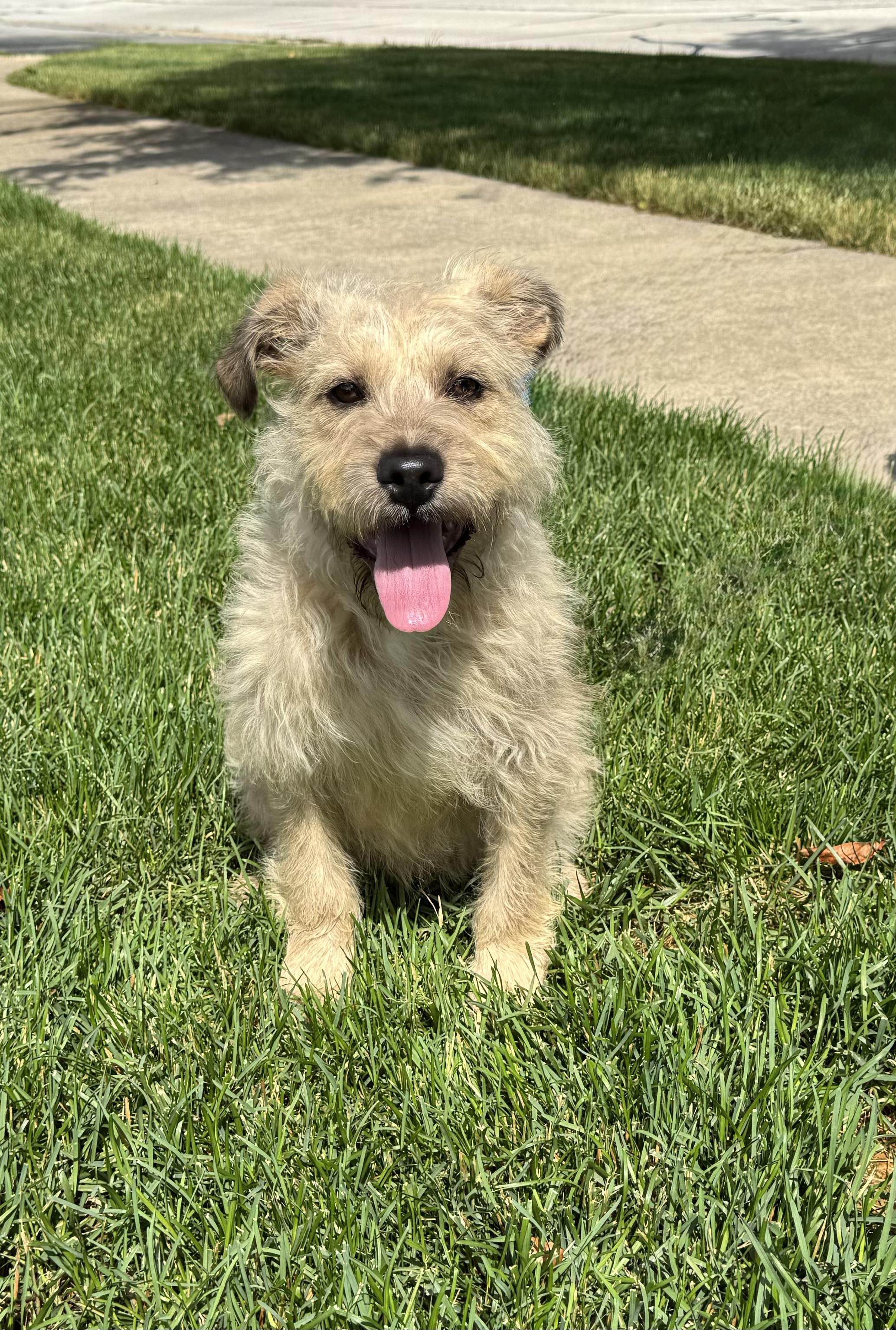 Lark, an adopted mixed breed in Mokena, IL image 5/5