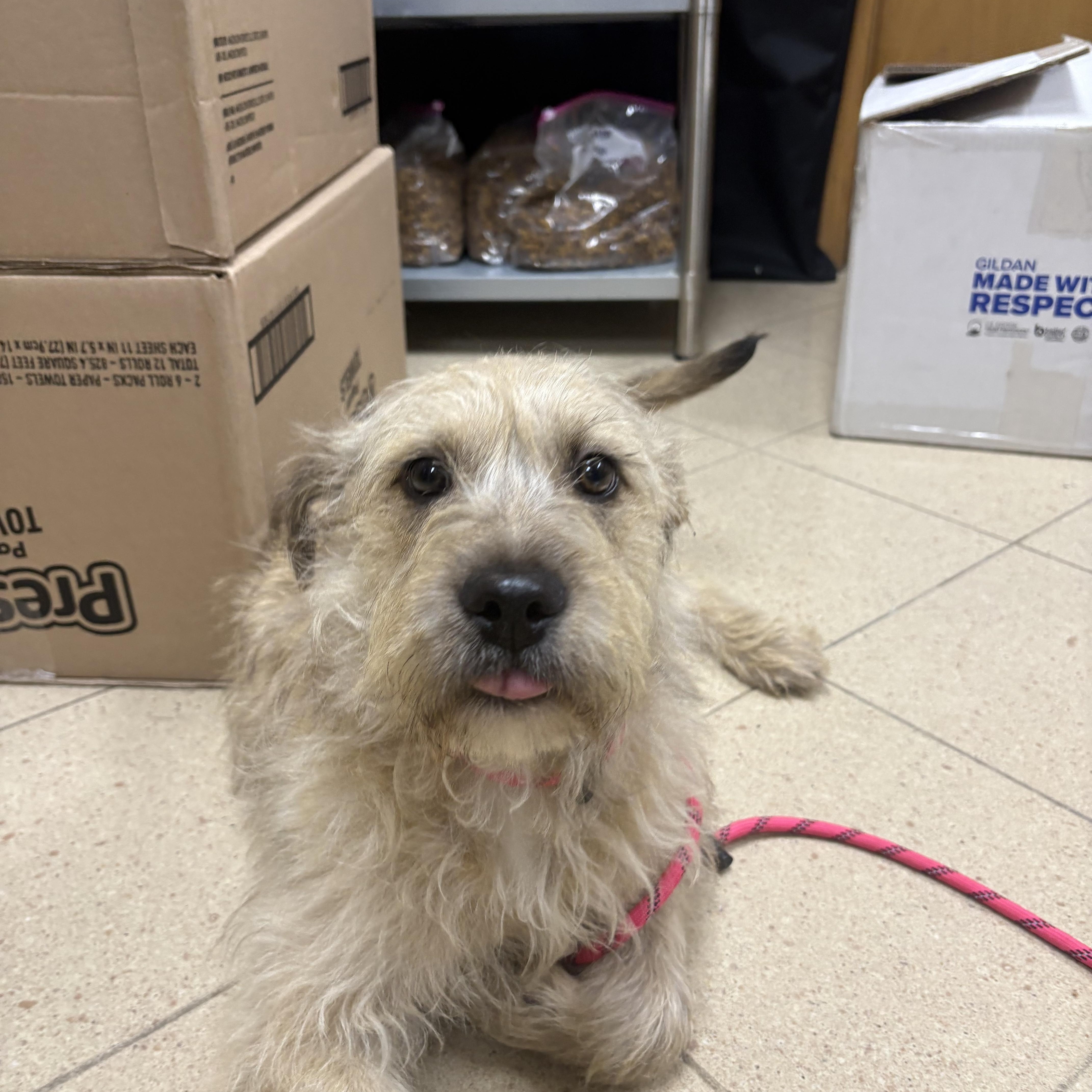 Lark, an adopted mixed breed in Mokena, IL image 4/5
