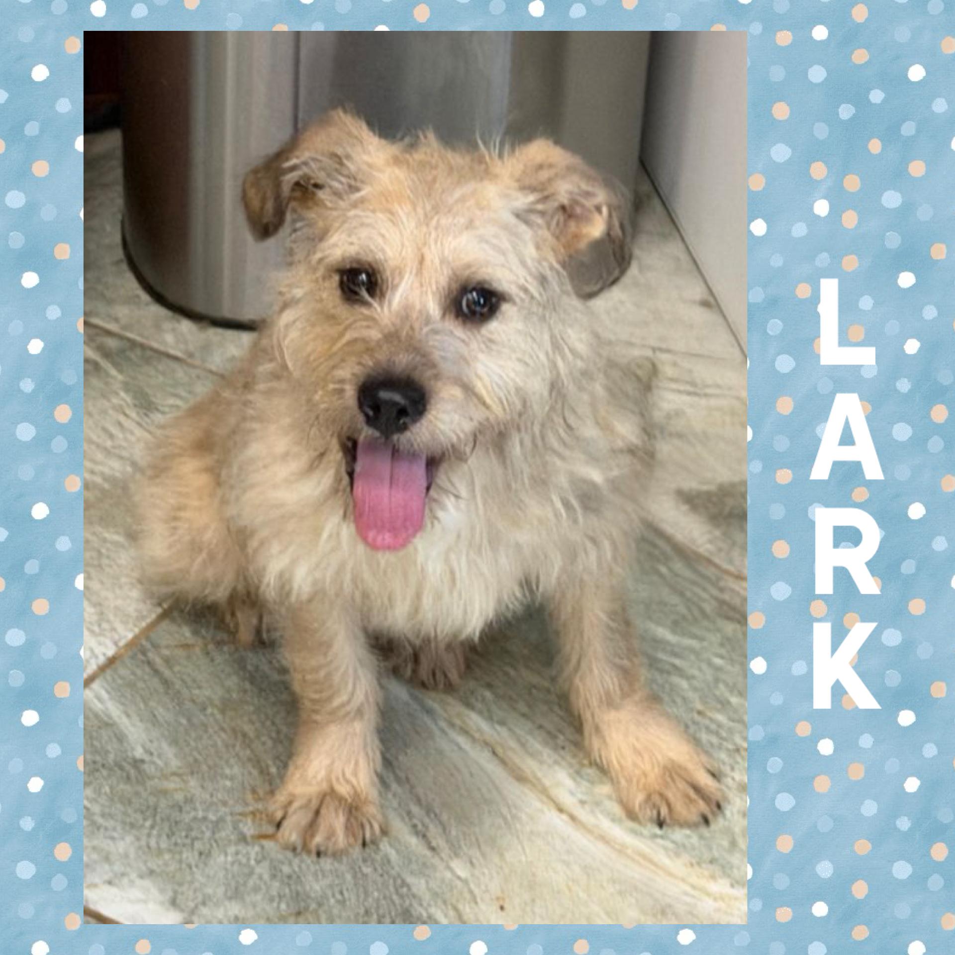 Lark, an adopted mixed breed in Mokena, IL image 3/5