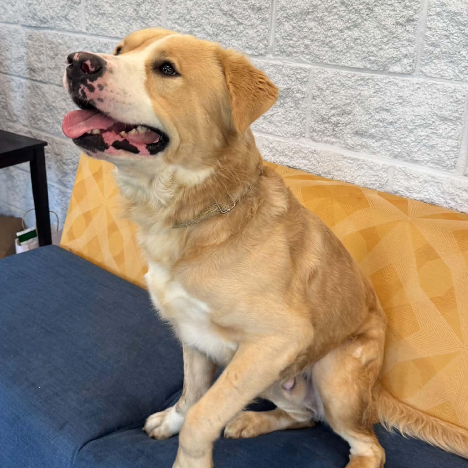 Enlarge Rollo, a Adoptable mixed breed in Danbury, CT image 3/4