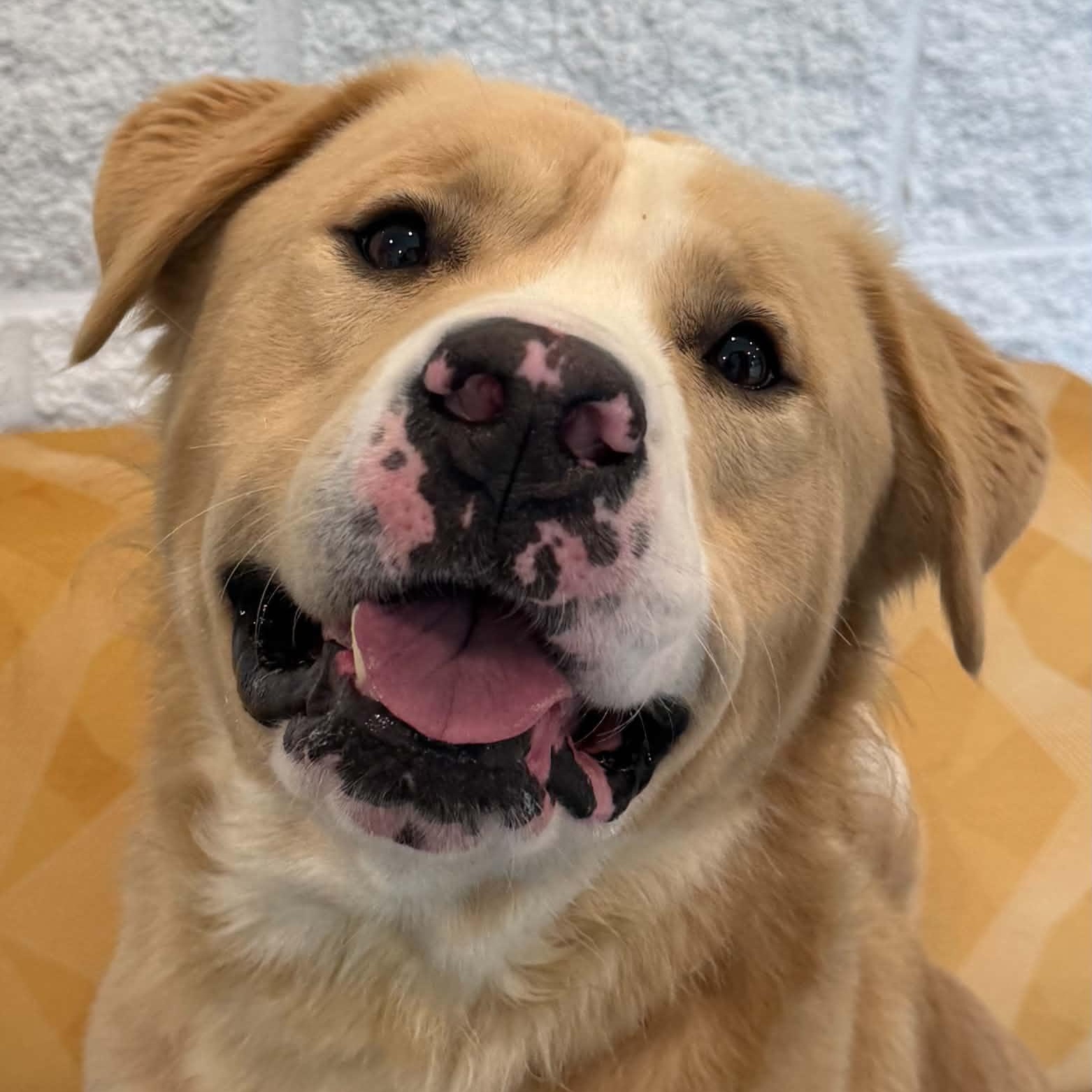 Enlarge Rollo, a Adoptable mixed breed in Danbury, CT image 4/4