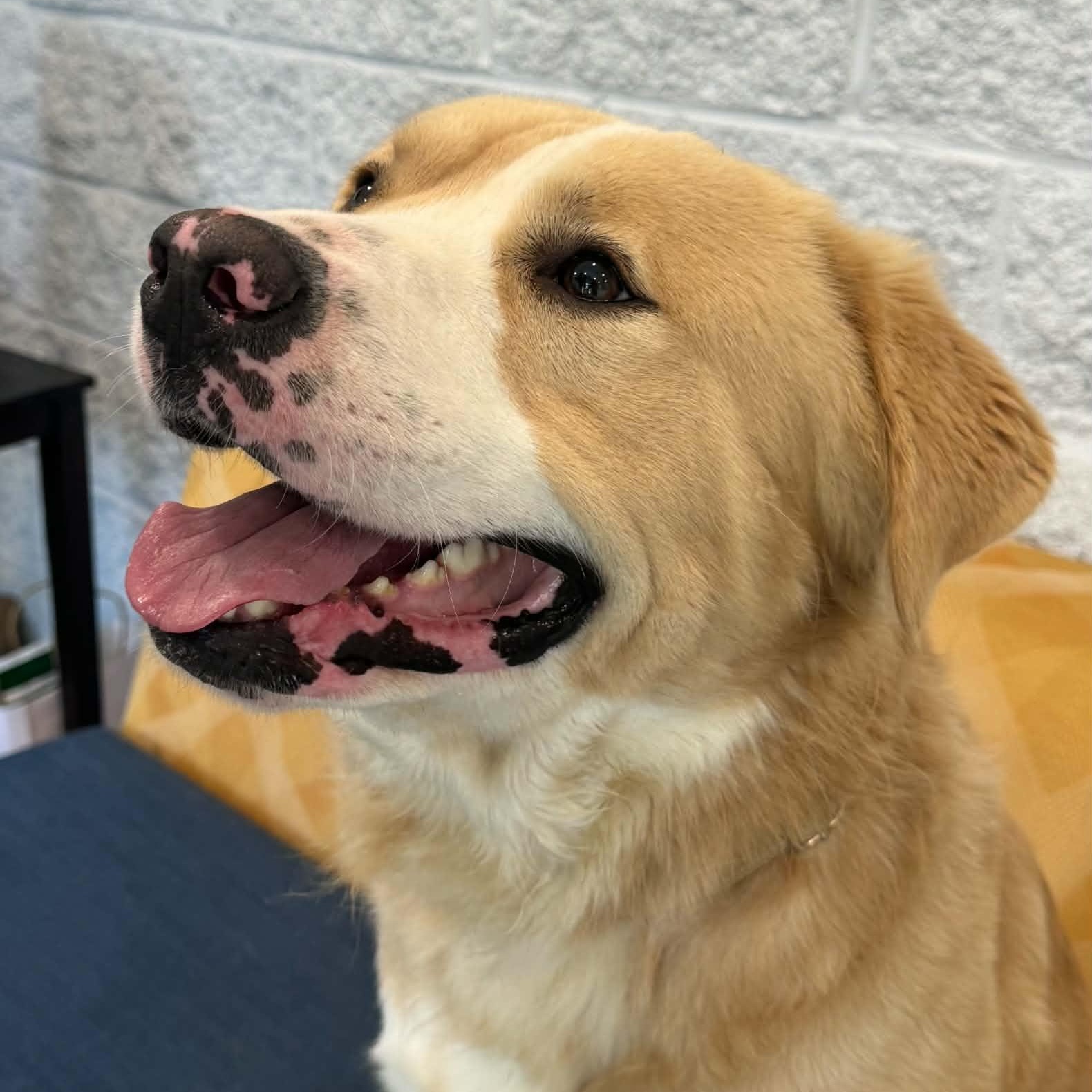 Enlarge Rollo, a Adoptable mixed breed in Danbury, CT image 2/4