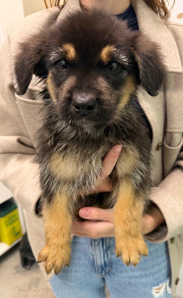 Crunch, Adoptable, Puppy Male Terrier.