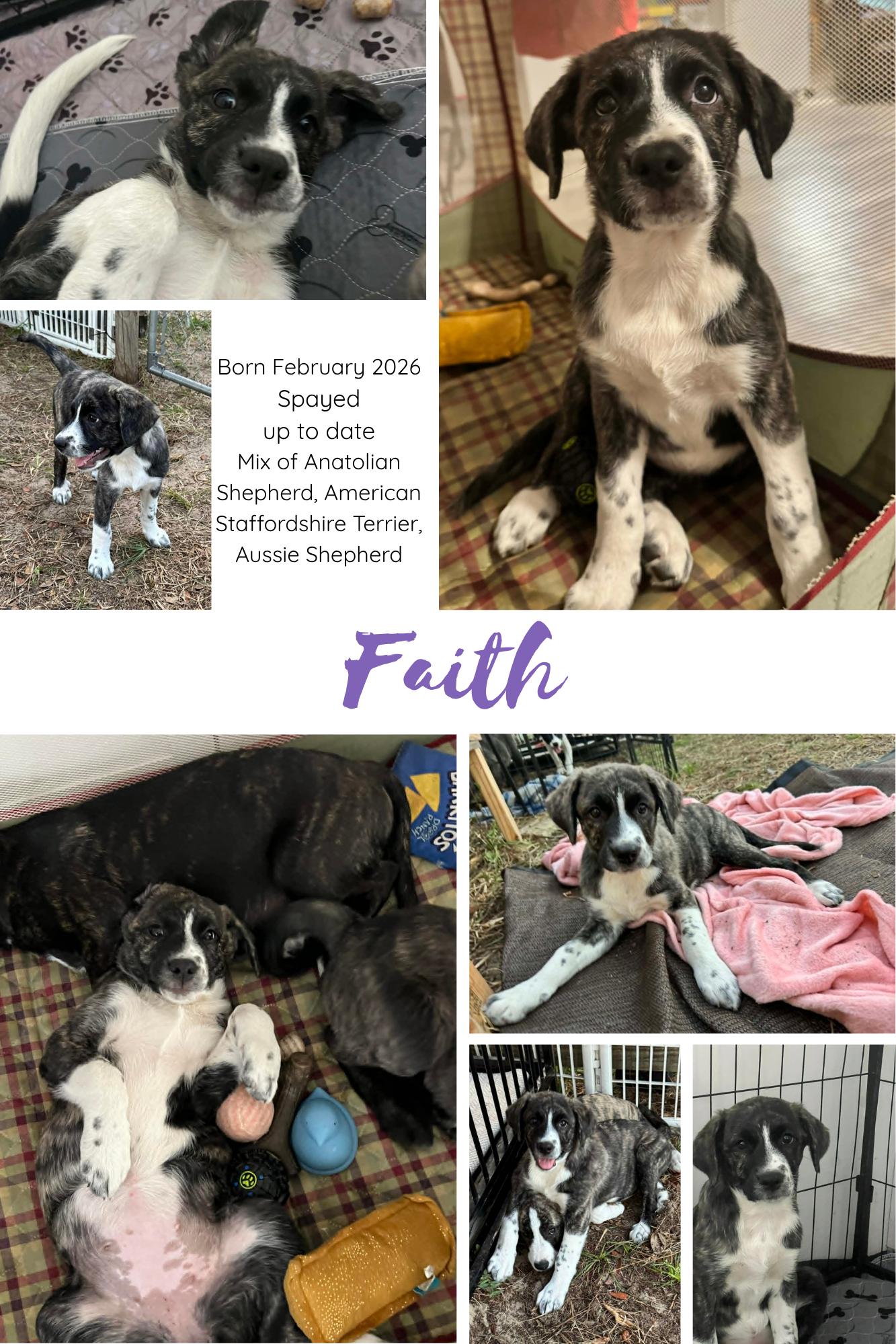 Faith , an adopted mixed breed in New Port Richey, FL image 6/6