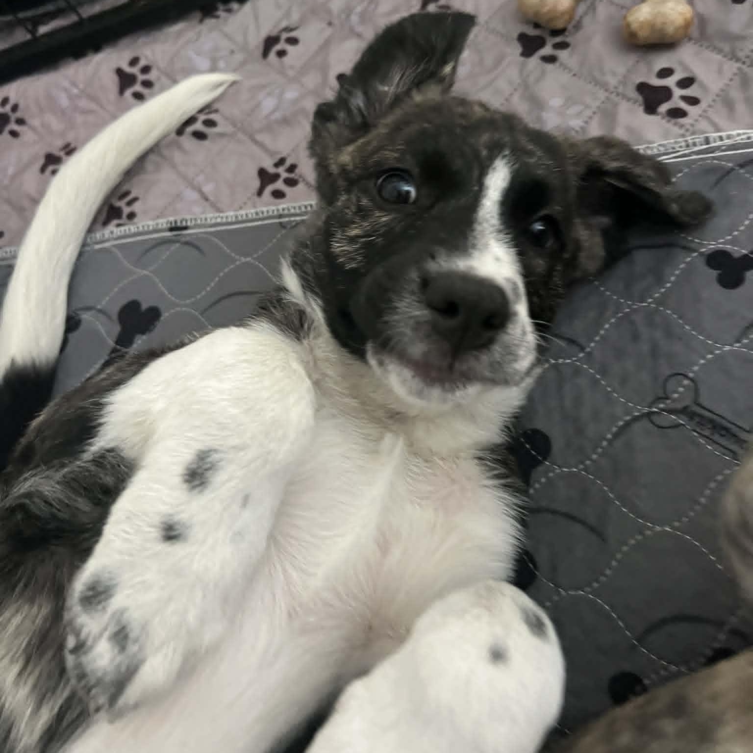 Faith , adopted, Puppy Female Anatolian Shepherd & American Staffordshire Terrier.