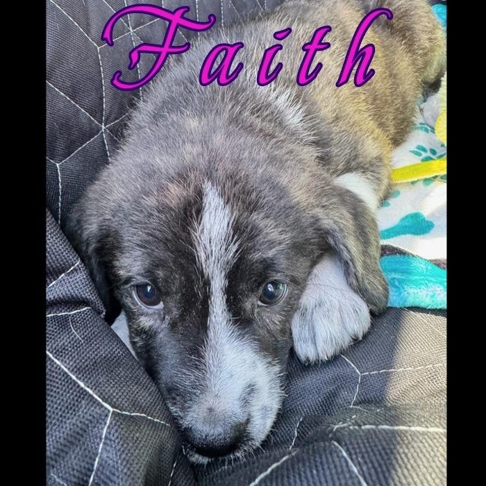 Enlarge Faith , a Adoptable mixed breed in New Port Richey, FL image 4/5