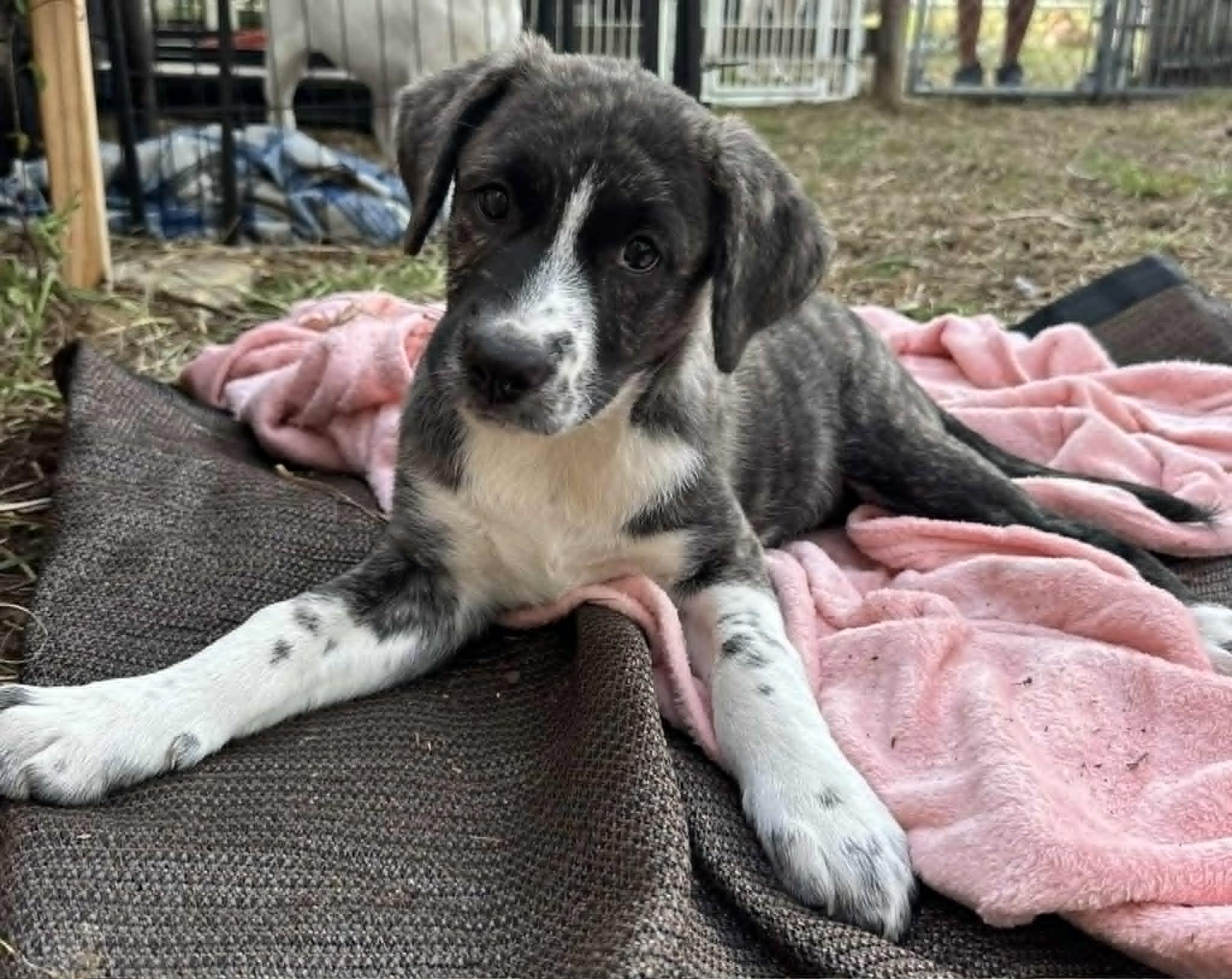 Faith , an adopted mixed breed in New Port Richey, FL image 2/6
