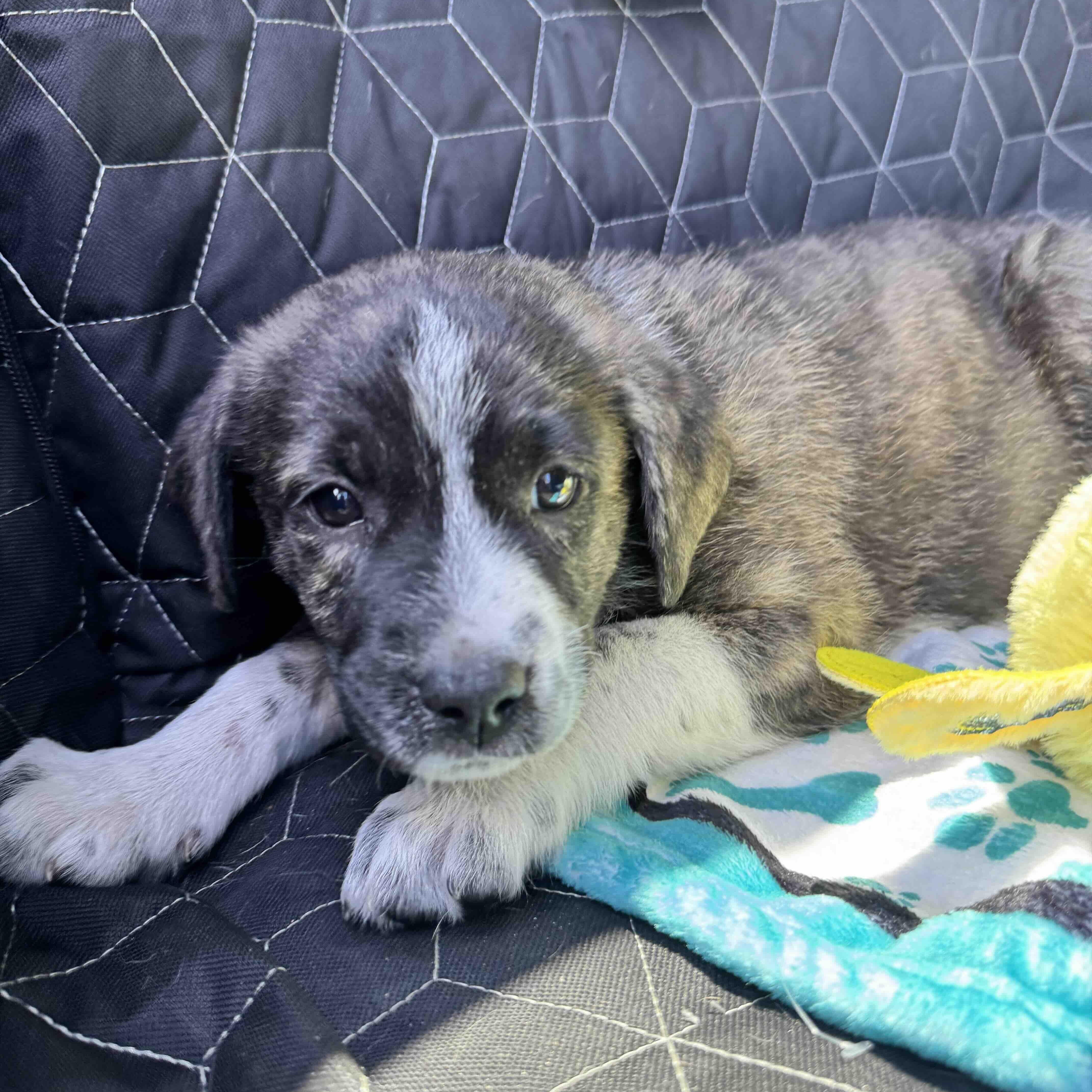 Enlarge Faith , a Adoptable mixed breed in New Port Richey, FL image 1/5