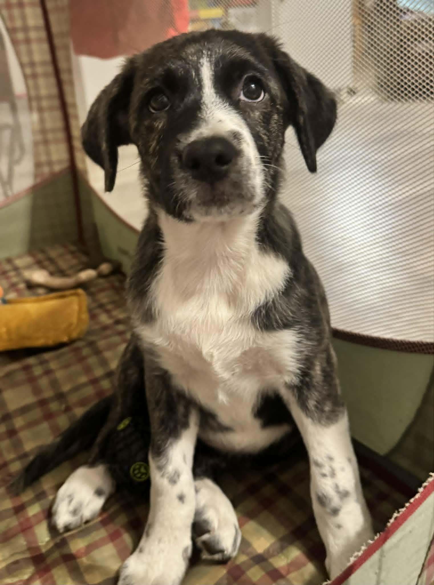 Faith , an adopted mixed breed in New Port Richey, FL image 5/6