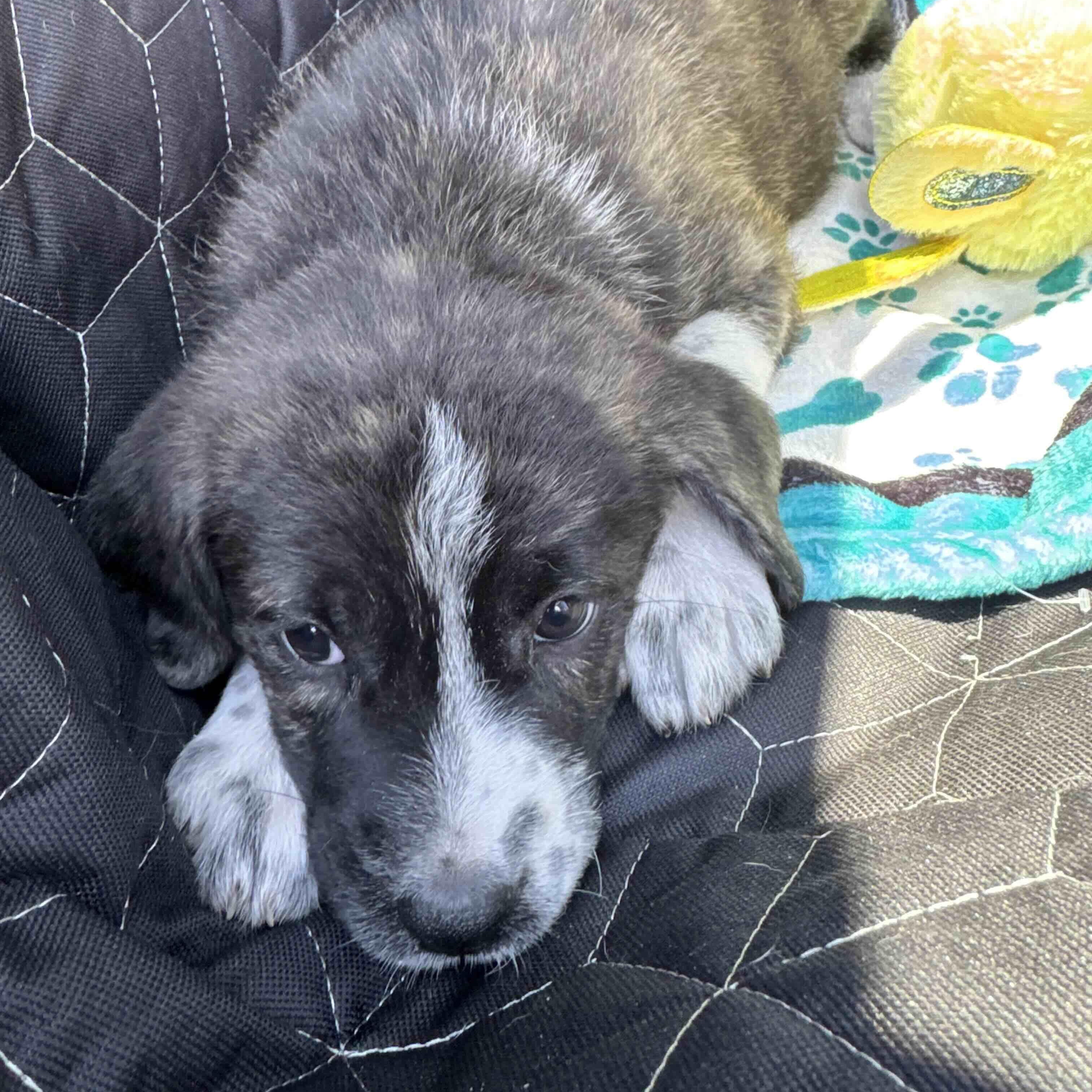 Enlarge Faith , a Adoptable mixed breed in New Port Richey, FL image 3/5