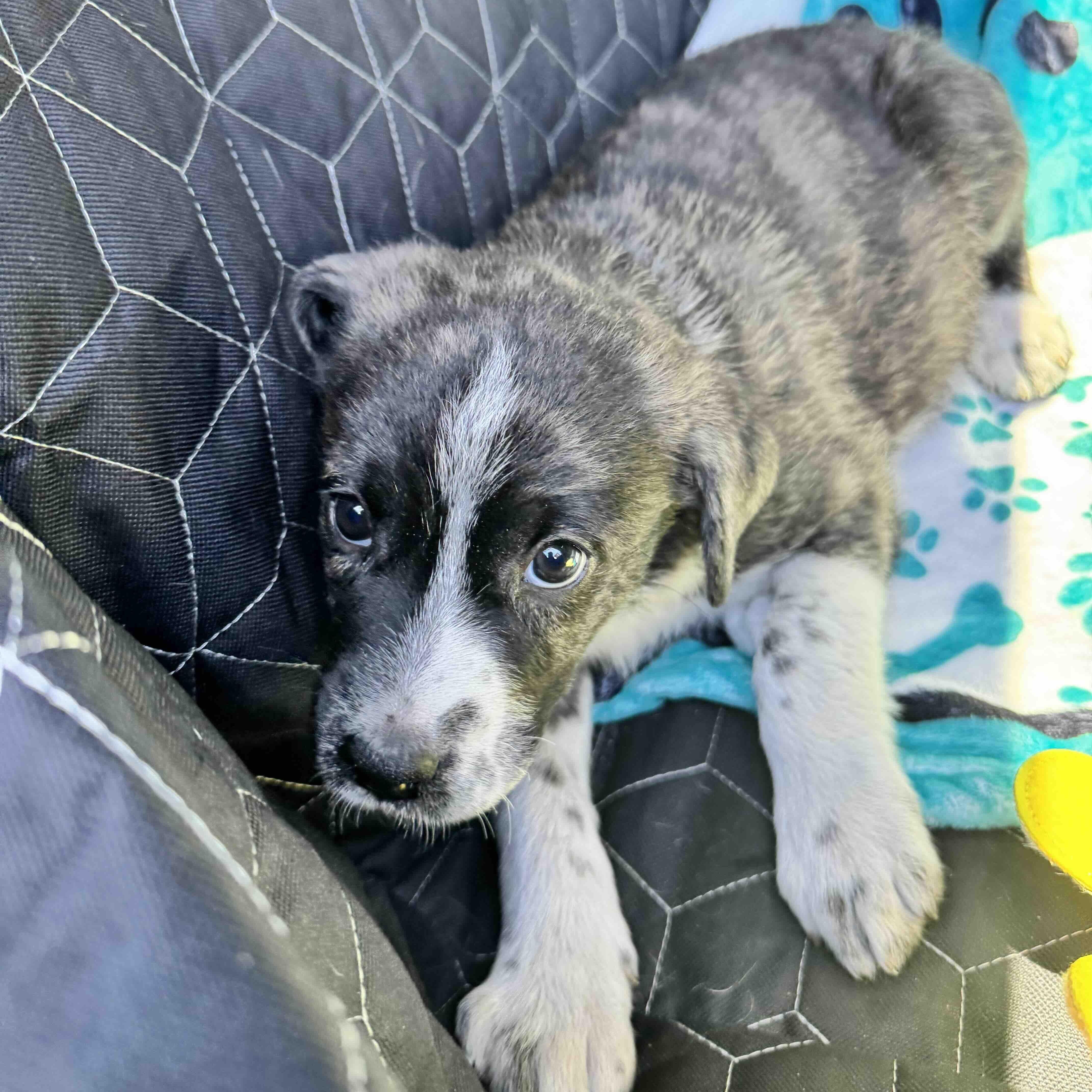 Enlarge Faith , a Adoptable mixed breed in New Port Richey, FL image 2/5