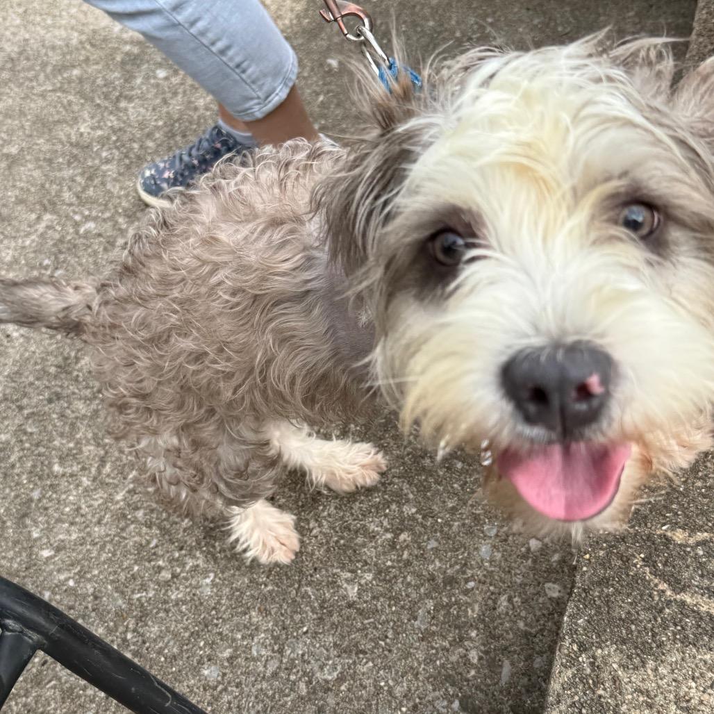 Jonathan, Adoptable, Senior Male Shih Tzu.