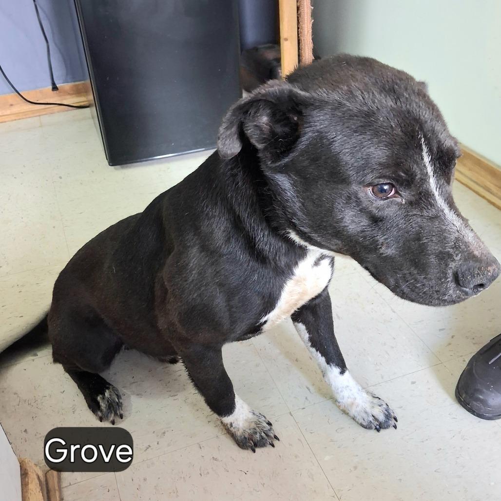 Grove, Adoptable, Young Male Mixed Breed.