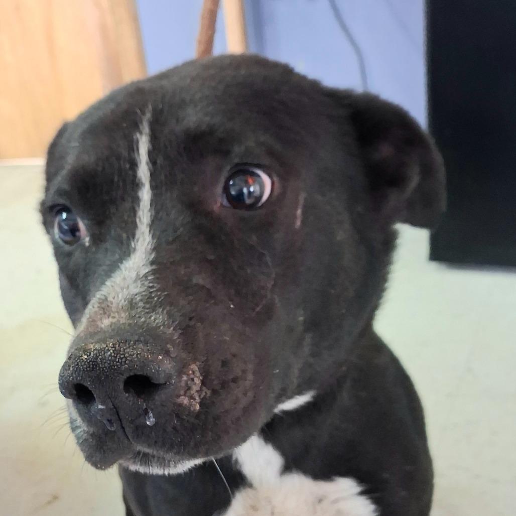 Enlarge Grove, a Adoptable Mixed Breed in Sylvania, GA image 2/2