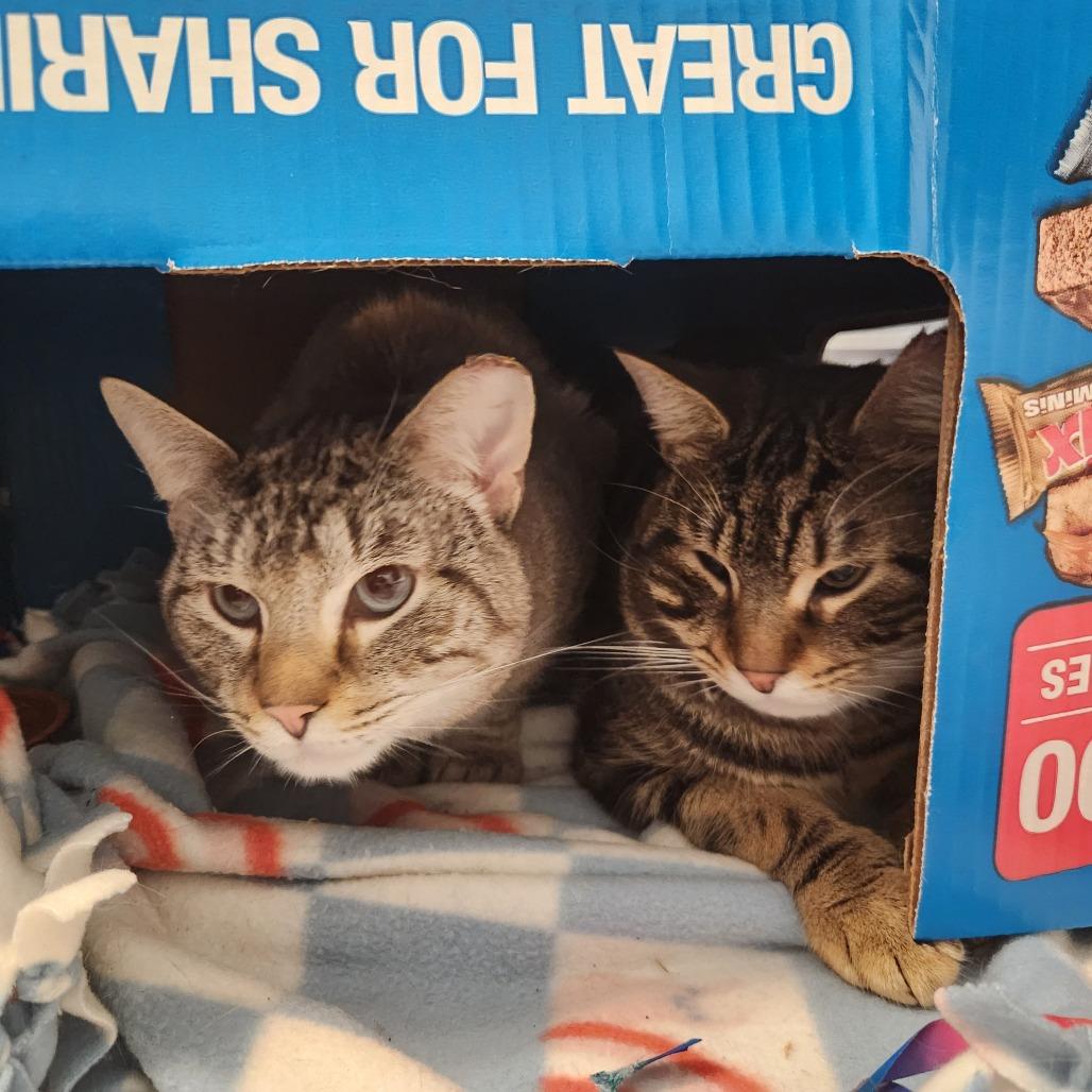 Enlarge Colby, a Adoptable Domestic Short Hair in Providence, RI image 1/3