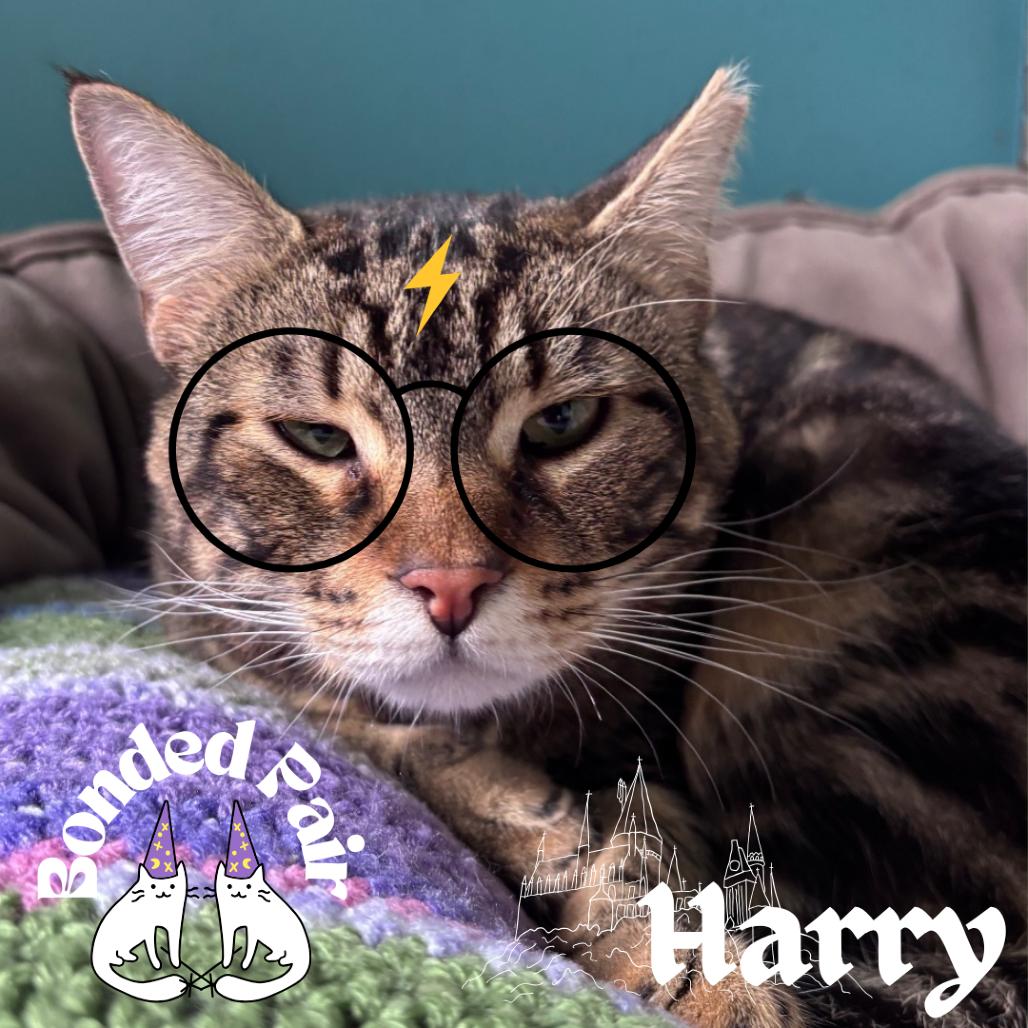 Harry, a Adoptable Domestic Short Hair in Providence, RI image 2/6