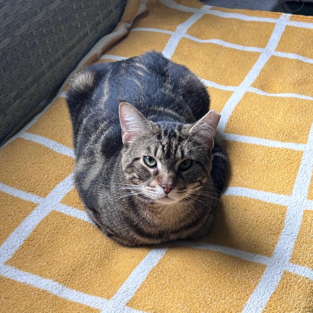 Colby, a Adoptable Domestic Short Hair in Providence, RI image 2/5