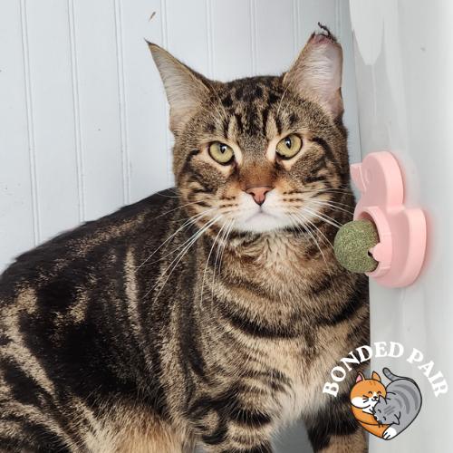 Enlarge Colby, a Adoptable Domestic Short Hair in Providence, RI image 2/4