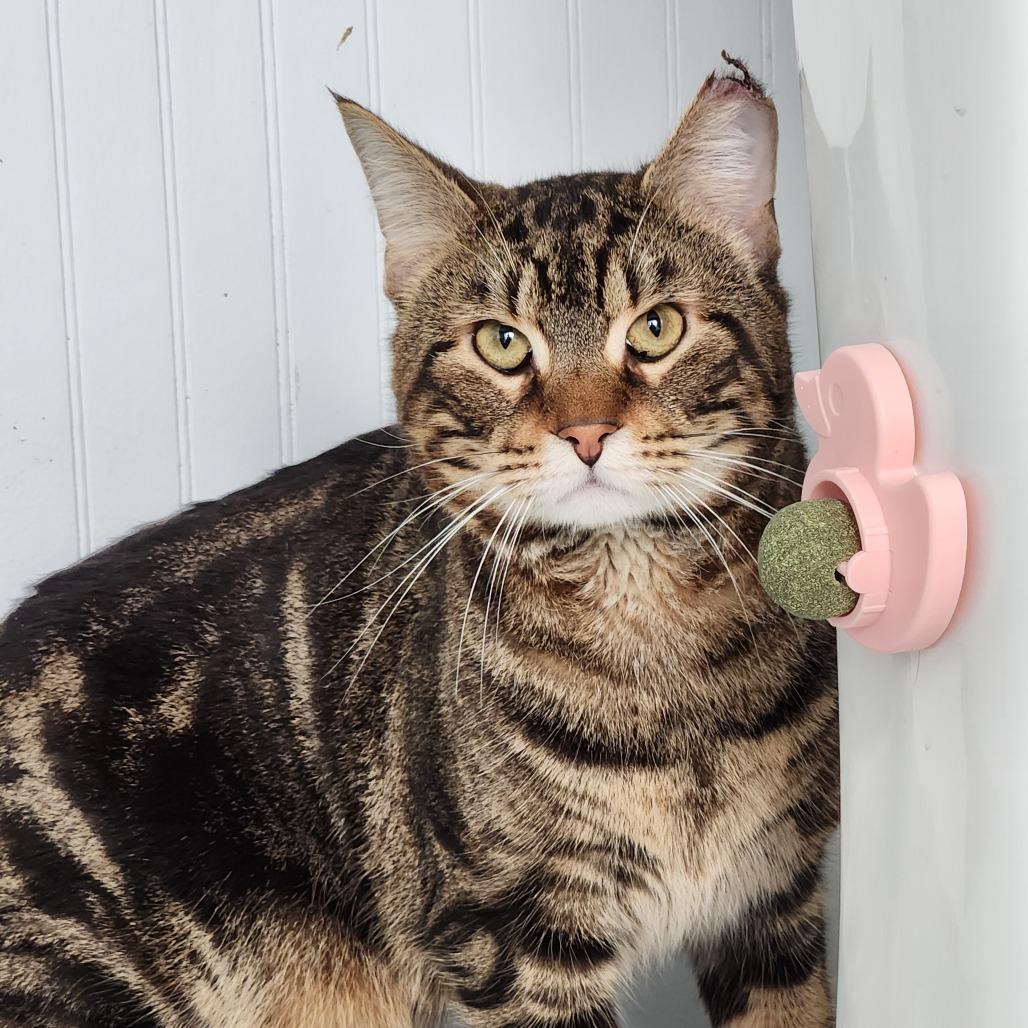 Enlarge Colby, a Adoptable Domestic Short Hair in Providence, RI image 2/3