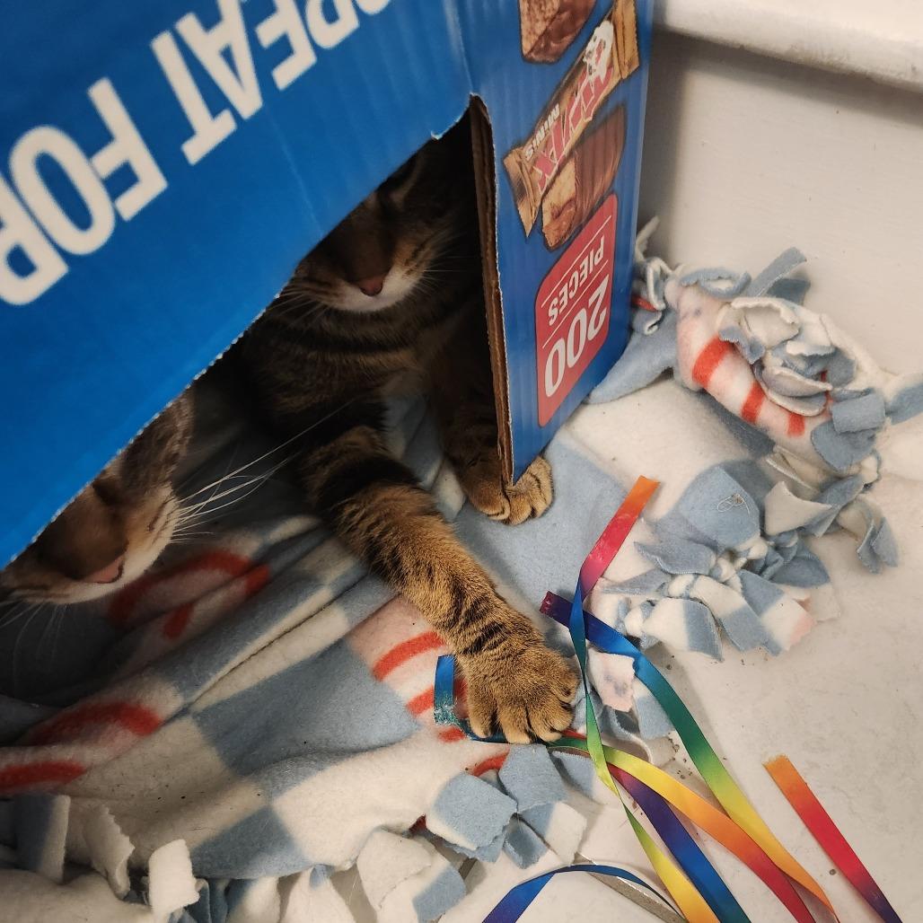 Enlarge Colby, a Adoptable Domestic Short Hair in Providence, RI image 3/3