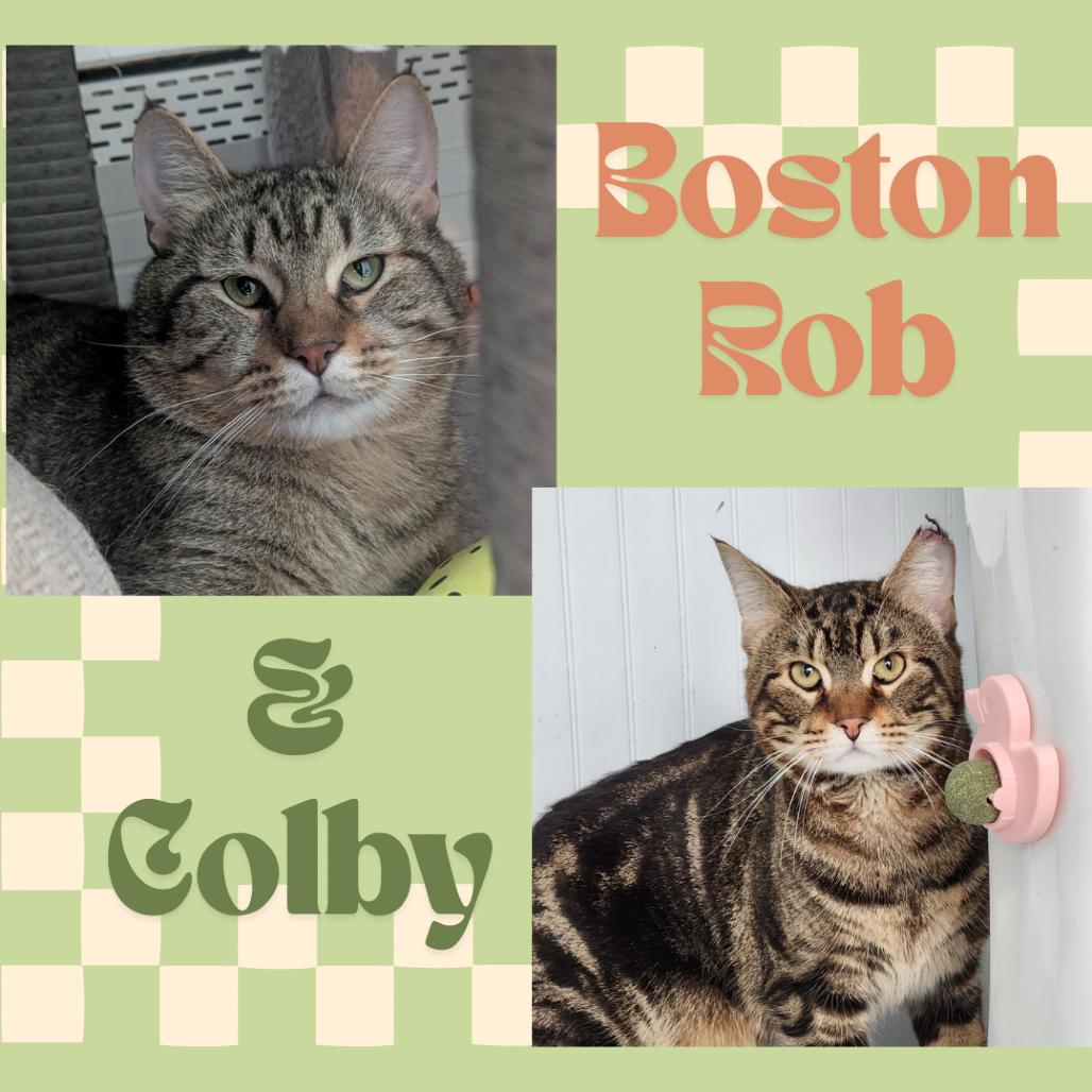 Colby, a Adoptable Domestic Short Hair in Providence, RI image 3/5