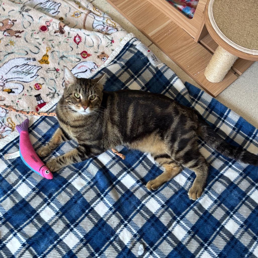 Colby, a Adoptable Domestic Short Hair in Providence, RI image 4/5