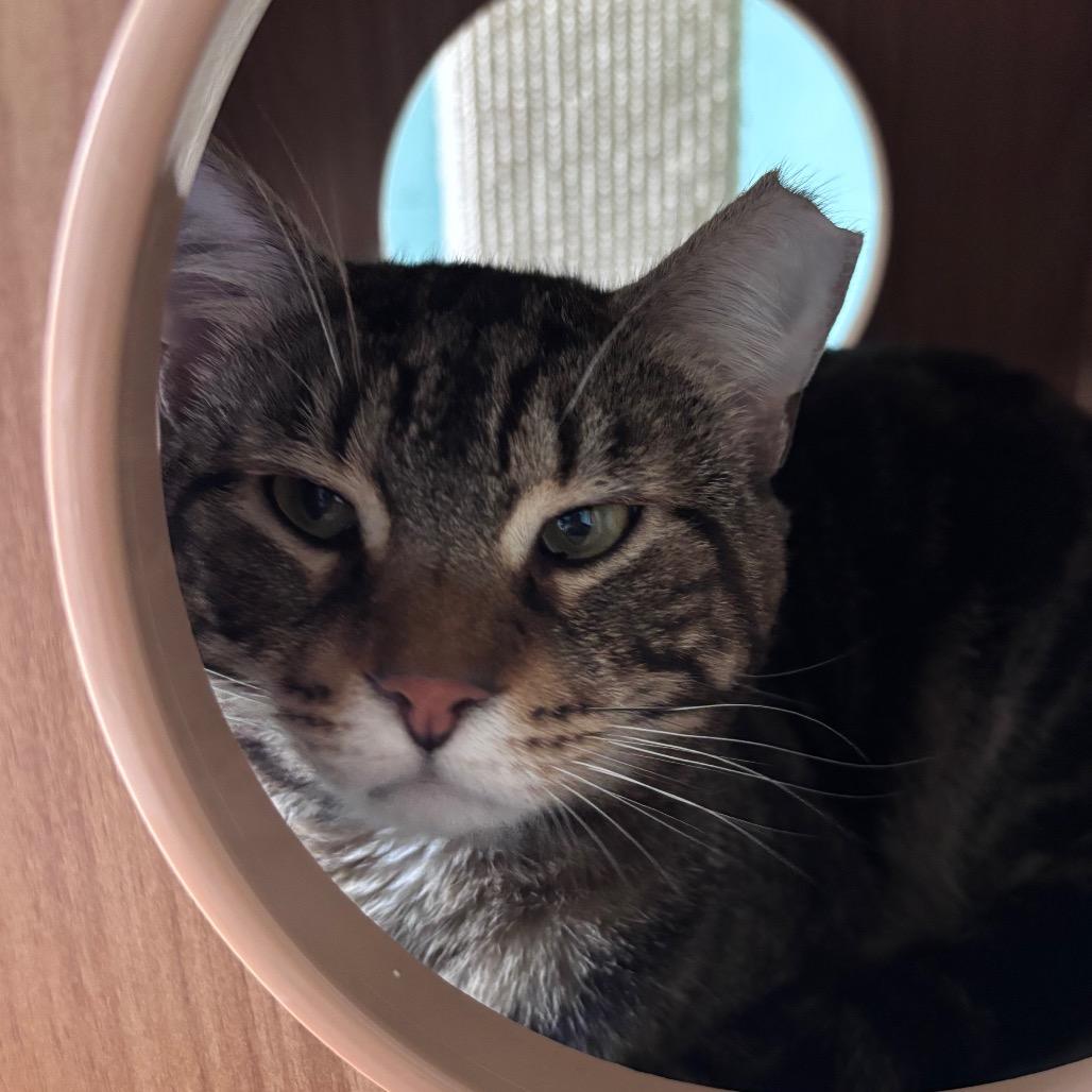 Colby, a Adoptable Domestic Short Hair in Providence, RI image 5/5