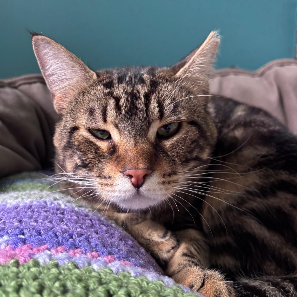 Harry, a Adoptable Domestic Short Hair in Providence, RI image 6/6