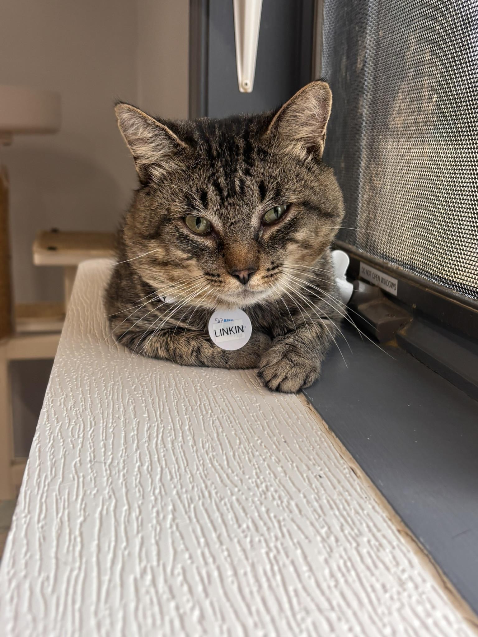 Enlarge LINKIN, a ADOPTABLE Domestic Short Hair in Grand Rapids, MI image 5/5