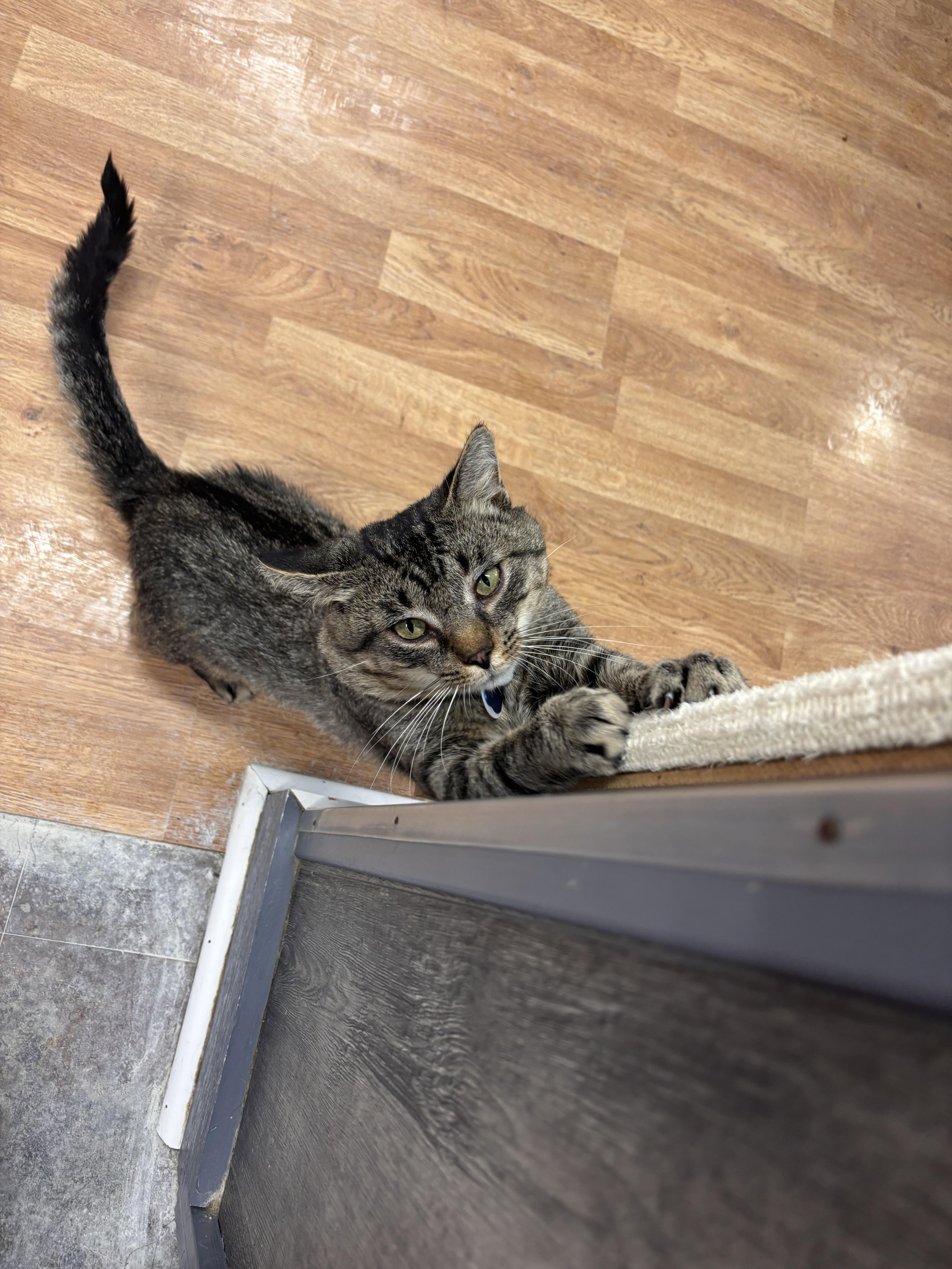 Enlarge LINKIN, a ADOPTABLE Domestic Short Hair in Grand Rapids, MI image 2/5