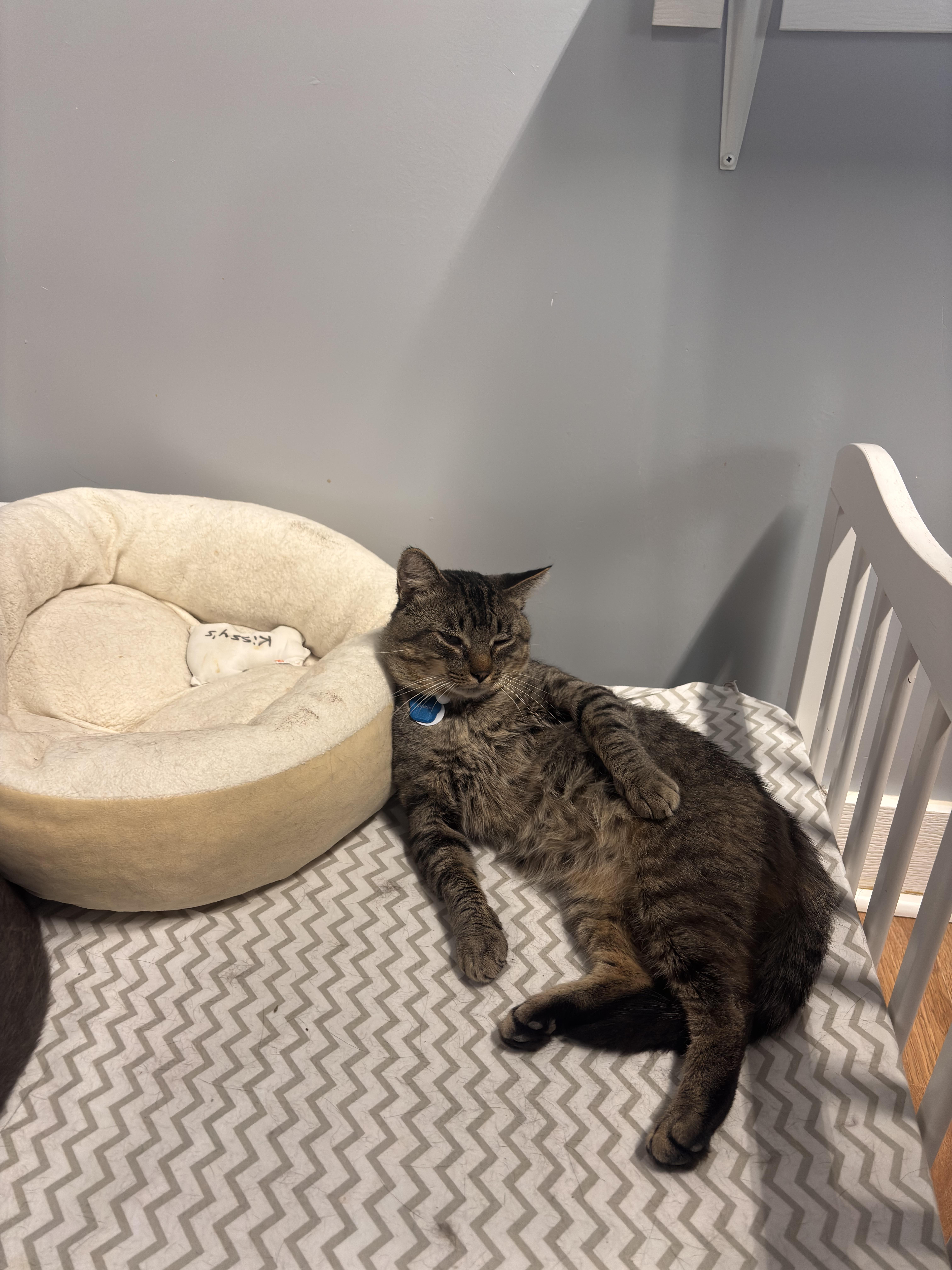 Enlarge LINKIN, a ADOPTABLE Domestic Short Hair in Grand Rapids, MI image 4/5