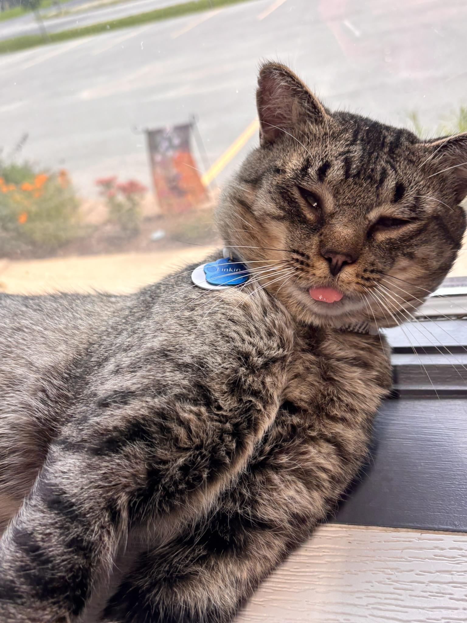 Enlarge LINKIN, a ADOPTABLE Domestic Short Hair in Grand Rapids, MI image 3/5