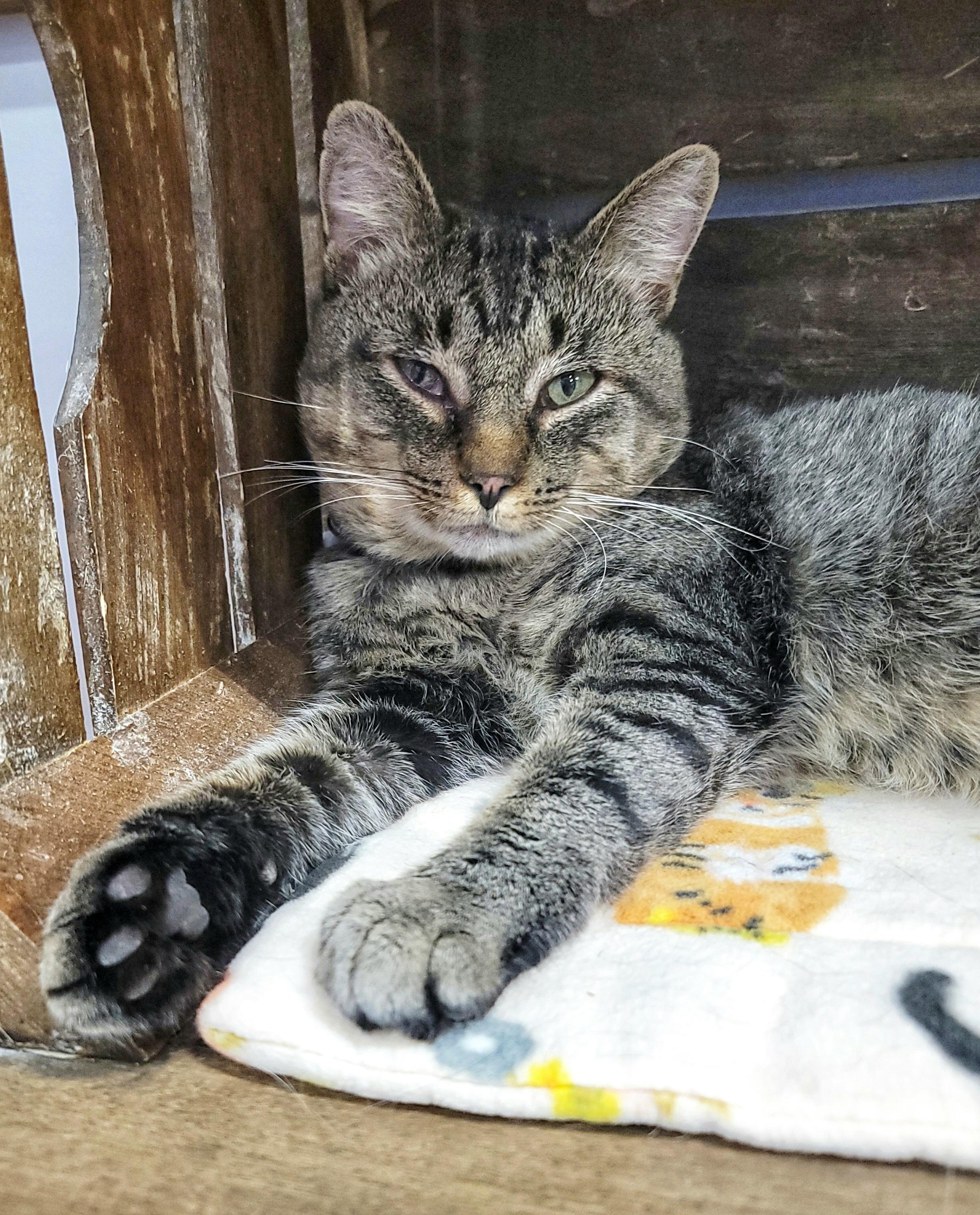 LINKIN, ADOPTABLE, Adult Male Domestic Short Hair.