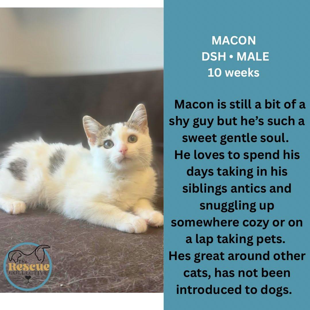 Enlarge Macon, a Adopted Domestic Short Hair in Clive, AB image 1/1