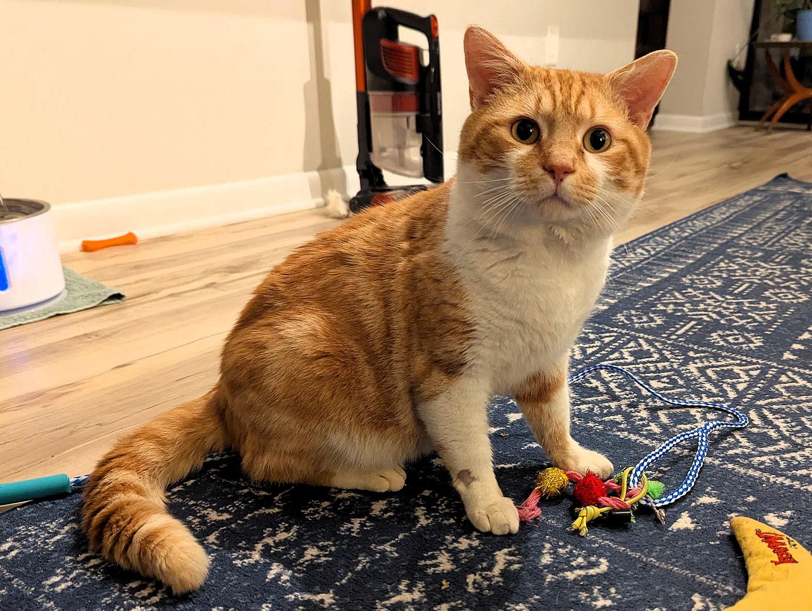 Enlarge Ranger, a Adoptable Domestic Short Hair in Reston, VA image 1/3