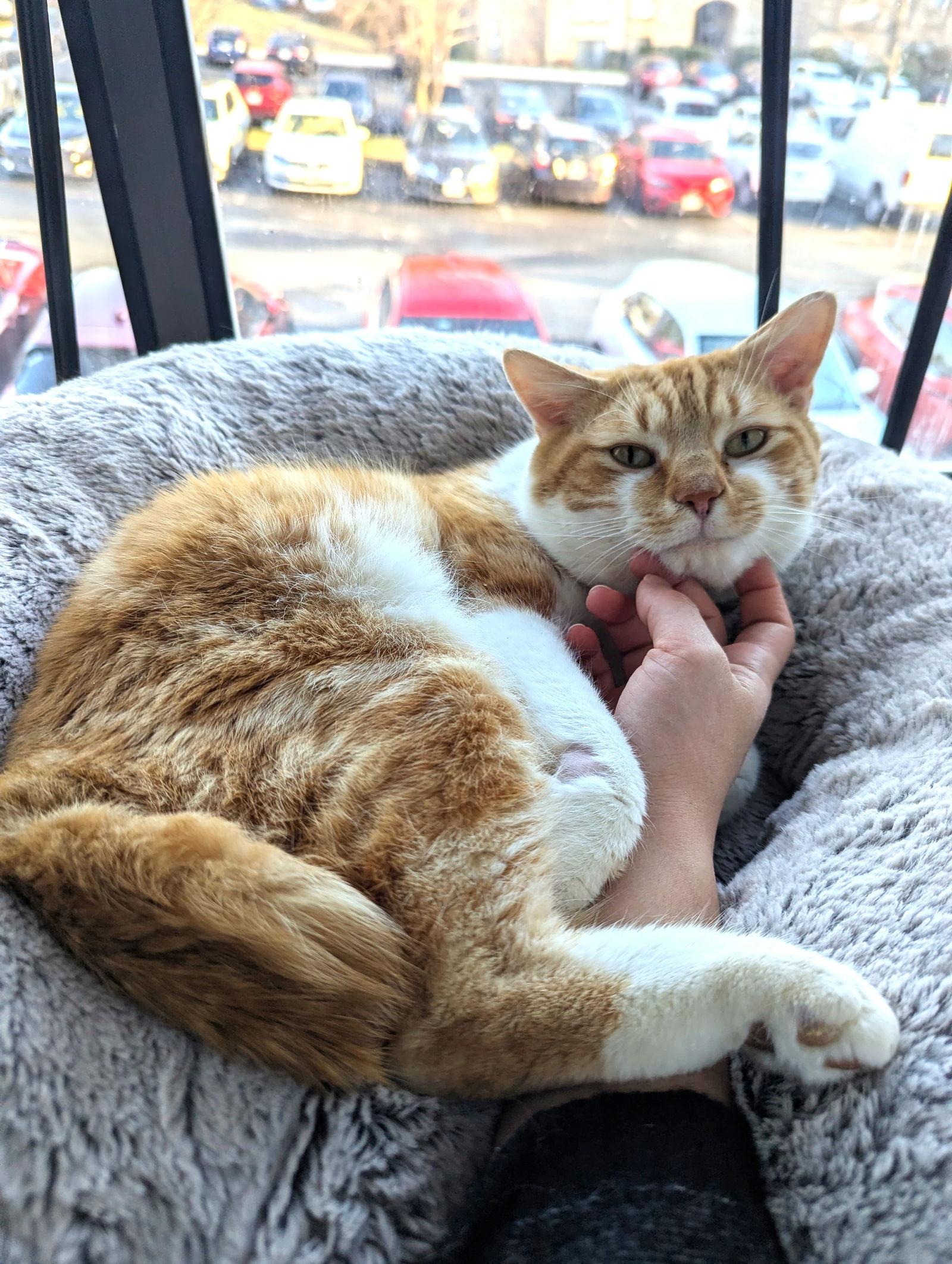 Enlarge Ranger, a Adoptable Domestic Short Hair in Reston, VA image 2/3