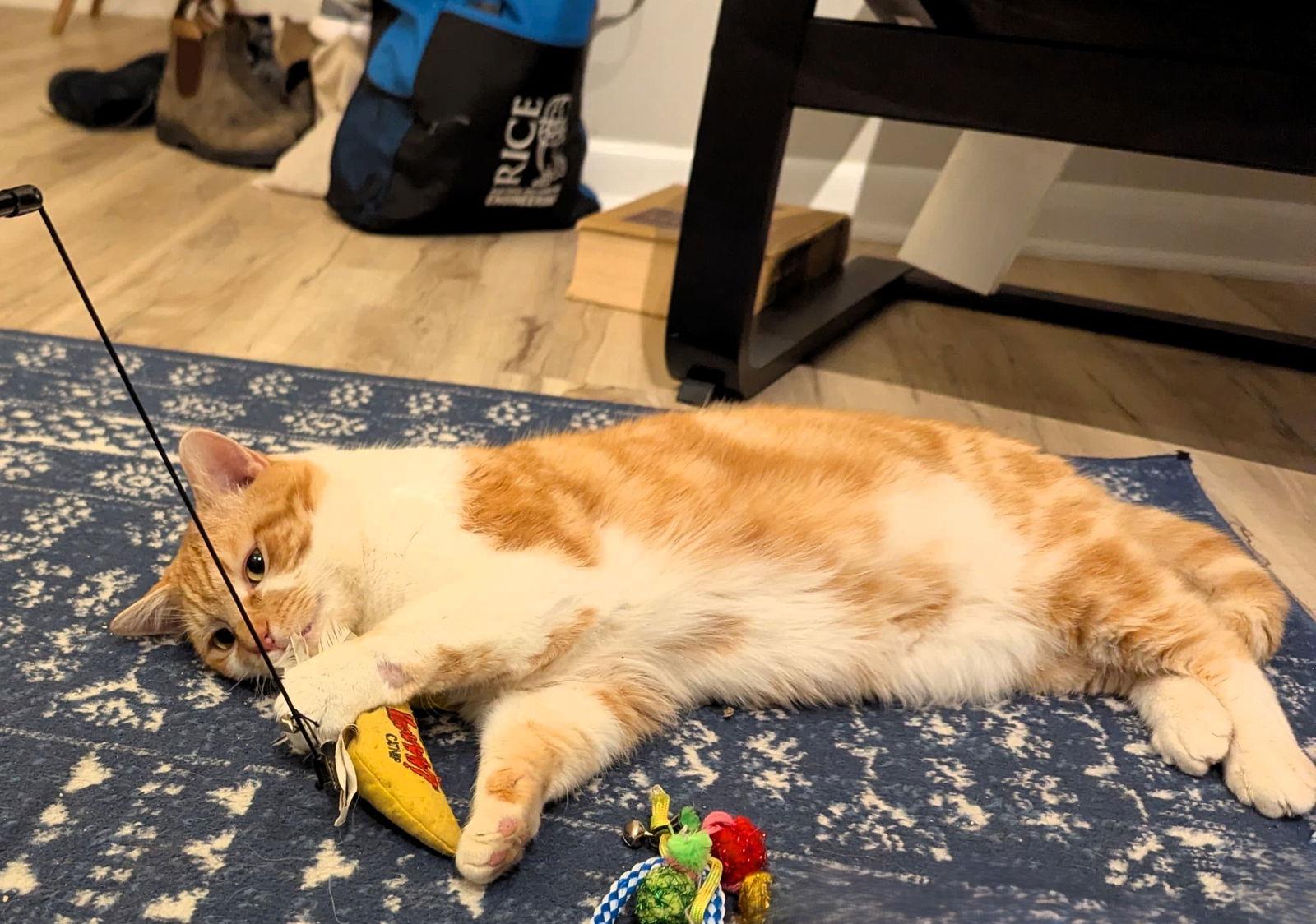 Enlarge Ranger, a Adoptable Domestic Short Hair in Reston, VA image 3/3