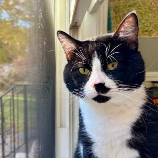 Gouda, ADOPTABLE, Adult Male Domestic Short Hair.