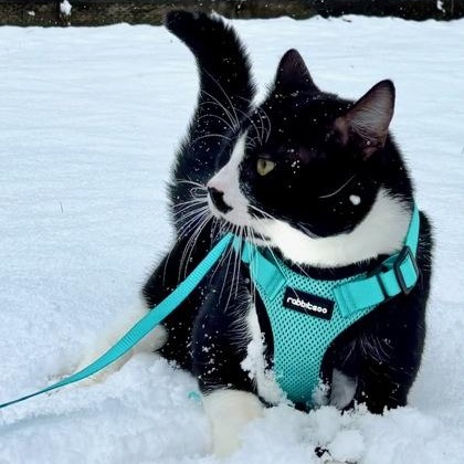 Enlarge Gouda, a ADOPTABLE Domestic Short Hair in Worcester, MA image 2/2