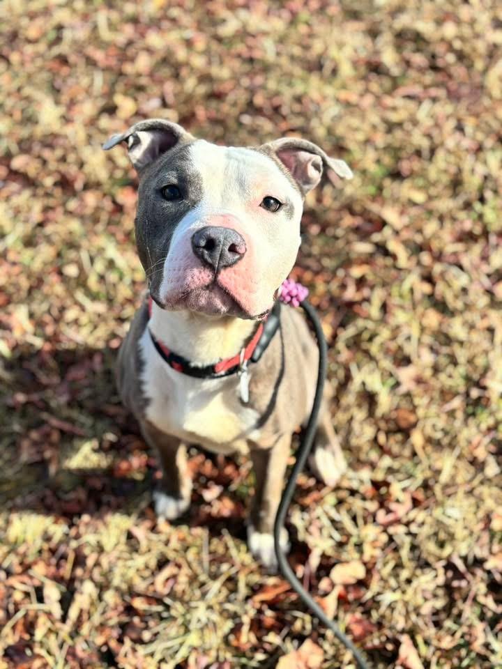 Enlarge Glennie (Glenn Coco), a Adoptable mixed breed in Westminster, MD image 1/6