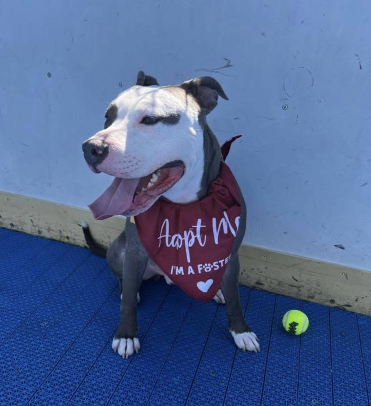 Enlarge Glennie (Glenn Coco), a Adoptable mixed breed in Westminster, MD image 3/6