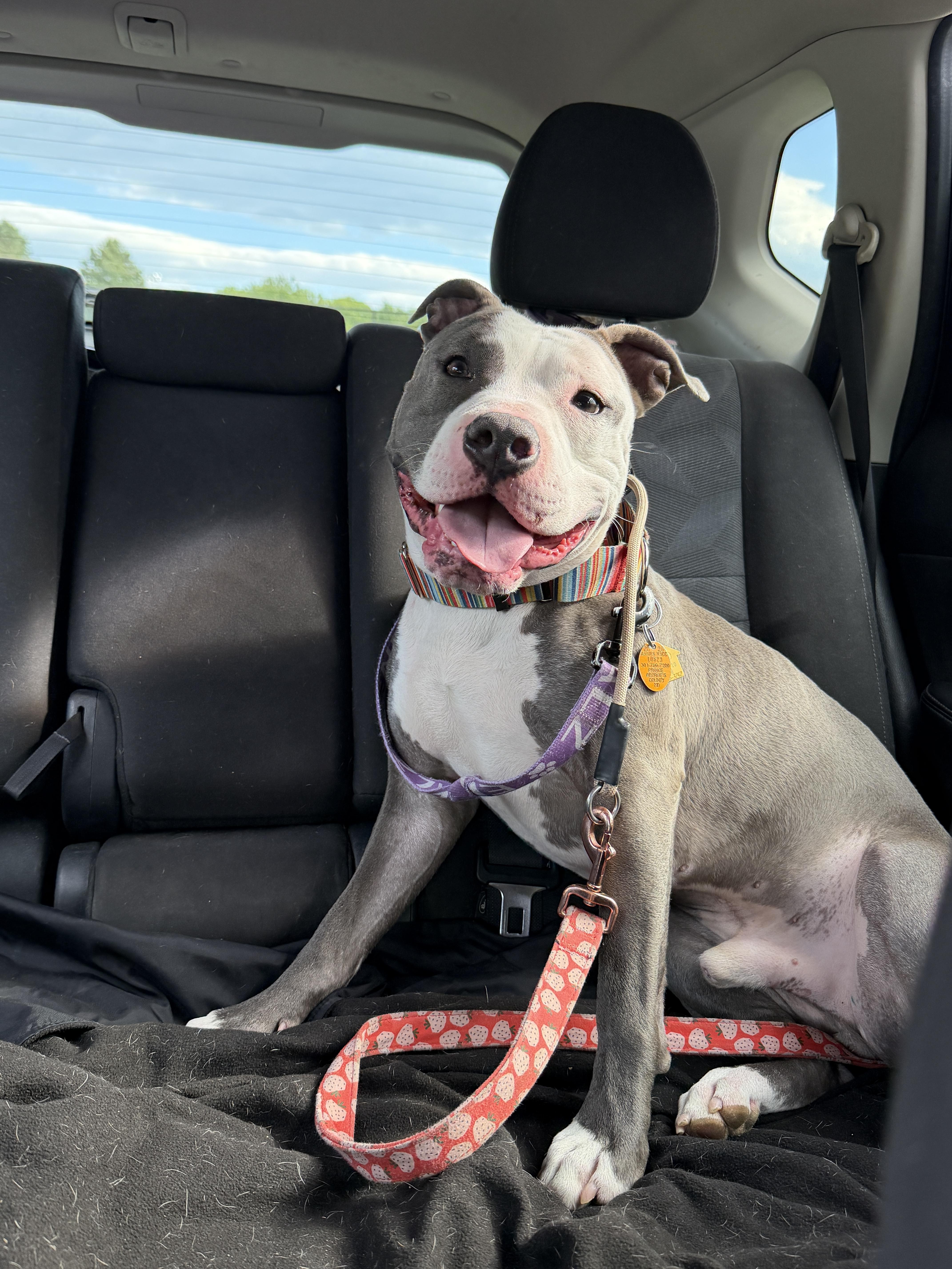 Enlarge Glennie (Glenn Coco), a Adoptable mixed breed in Westminster, MD image 2/6