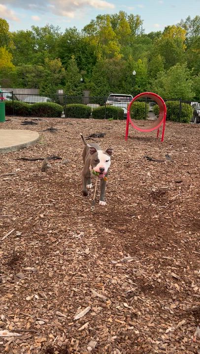 Enlarge Glennie (Glenn Coco), a Adoptable mixed breed in Westminster, MD video 4/6