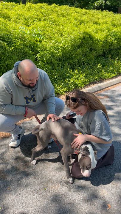 Enlarge Glennie (Glenn Coco), a Adoptable mixed breed in Westminster, MD video 6/6