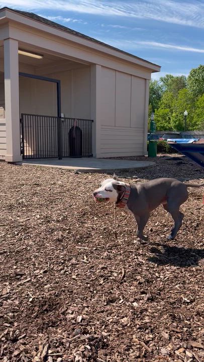Enlarge Glennie (Glenn Coco), a Adoptable mixed breed in Westminster, MD video 5/6